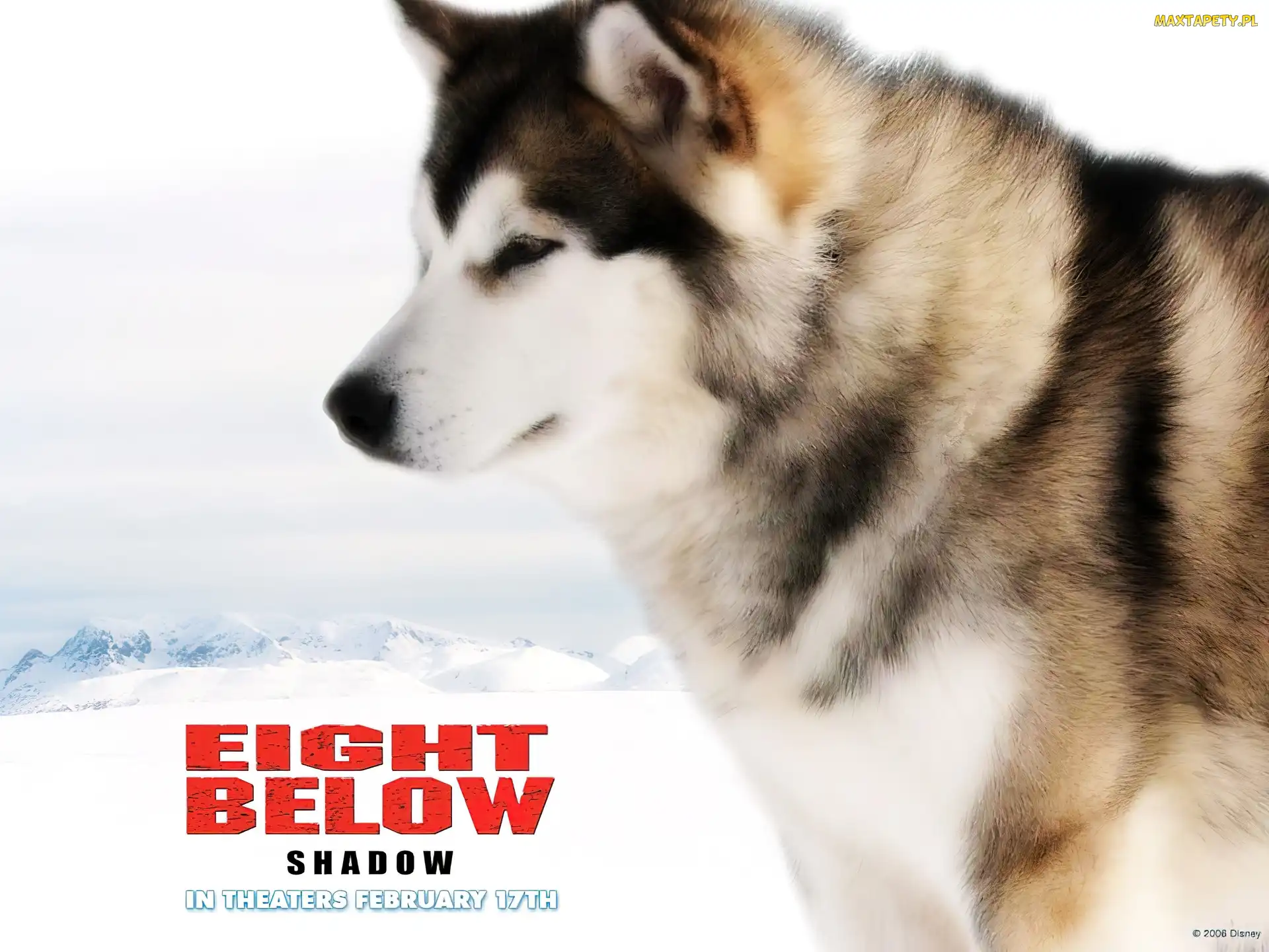 zima, zaprzęgowy, Eight Below, pies