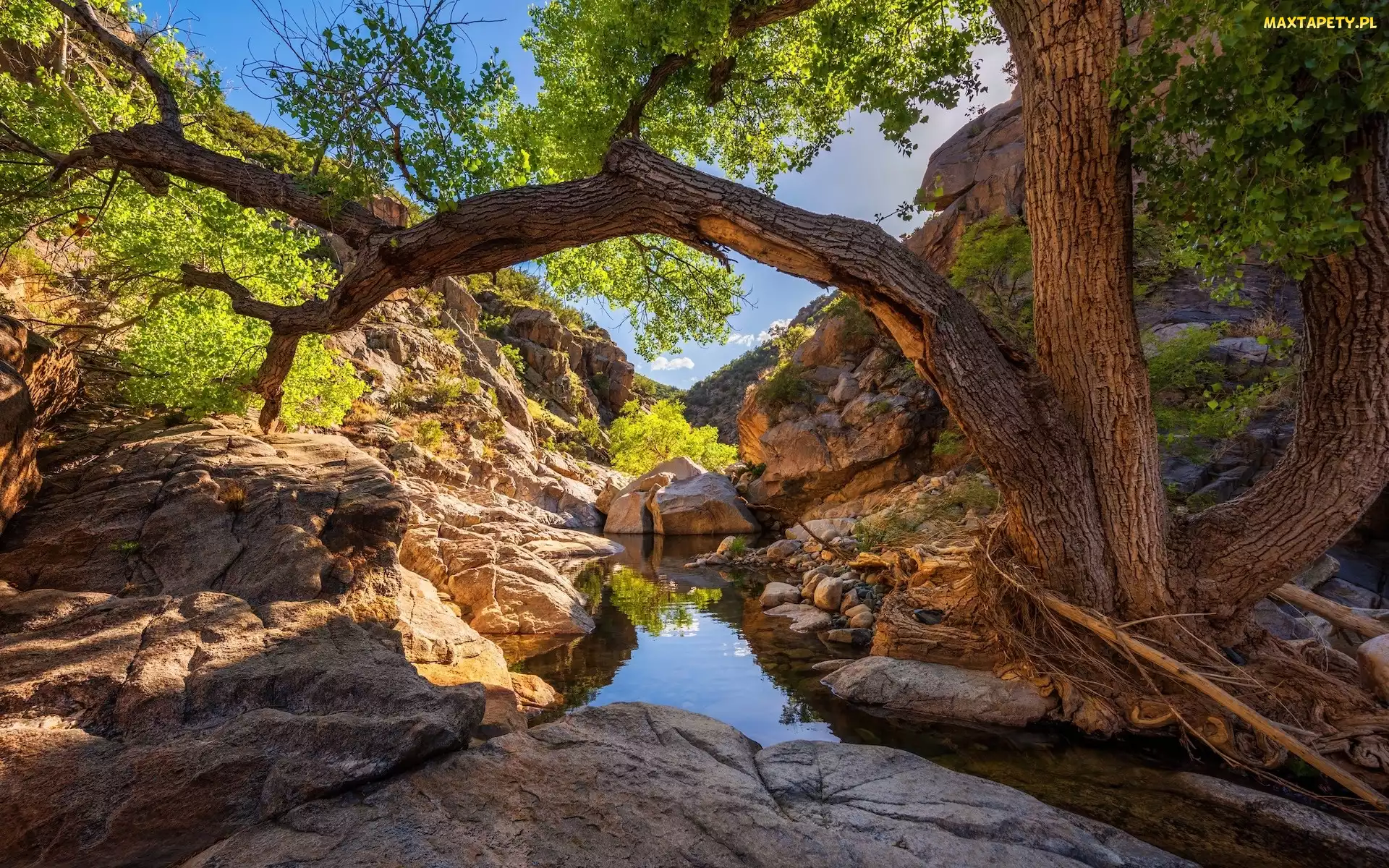 Wąwóz, Drzewo, Skały, Poland Creek, Arizona, Rzeka, Stany Zjednoczone, Prescott National Forest