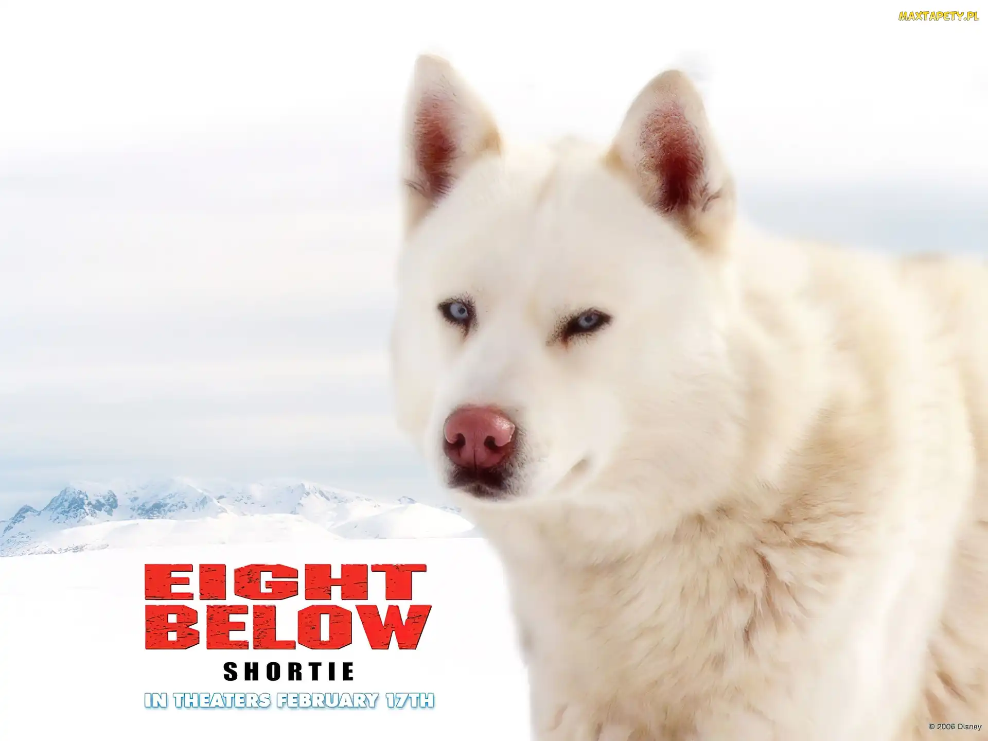 biały, pies, Eight Below