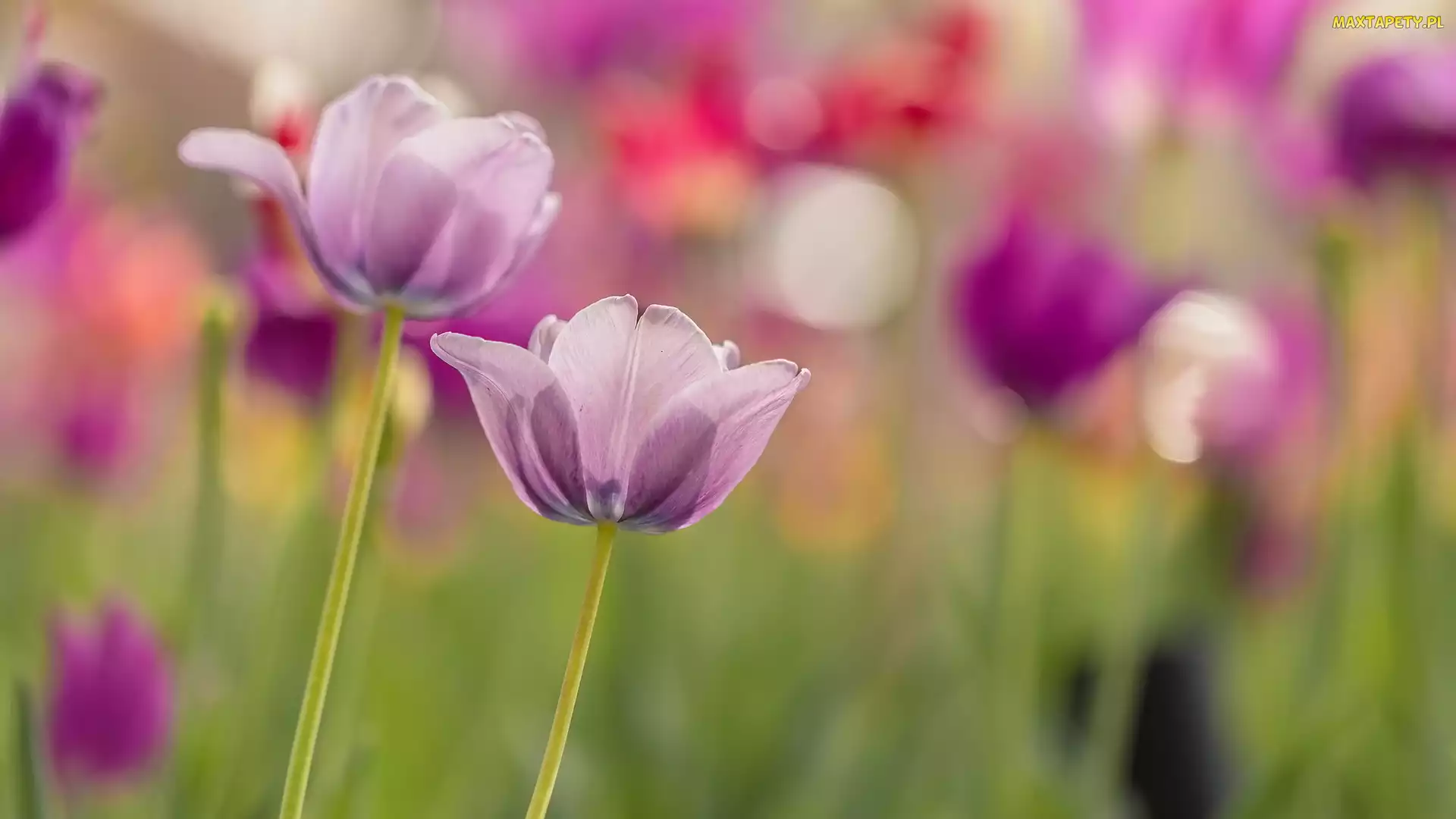 Dwa, Tulipany, Kwiaty