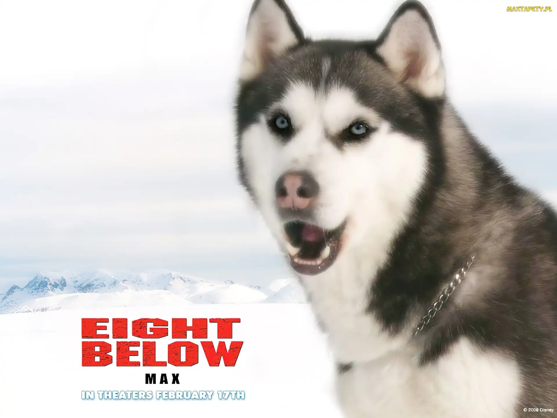 łańcuch, pies, Eight Below