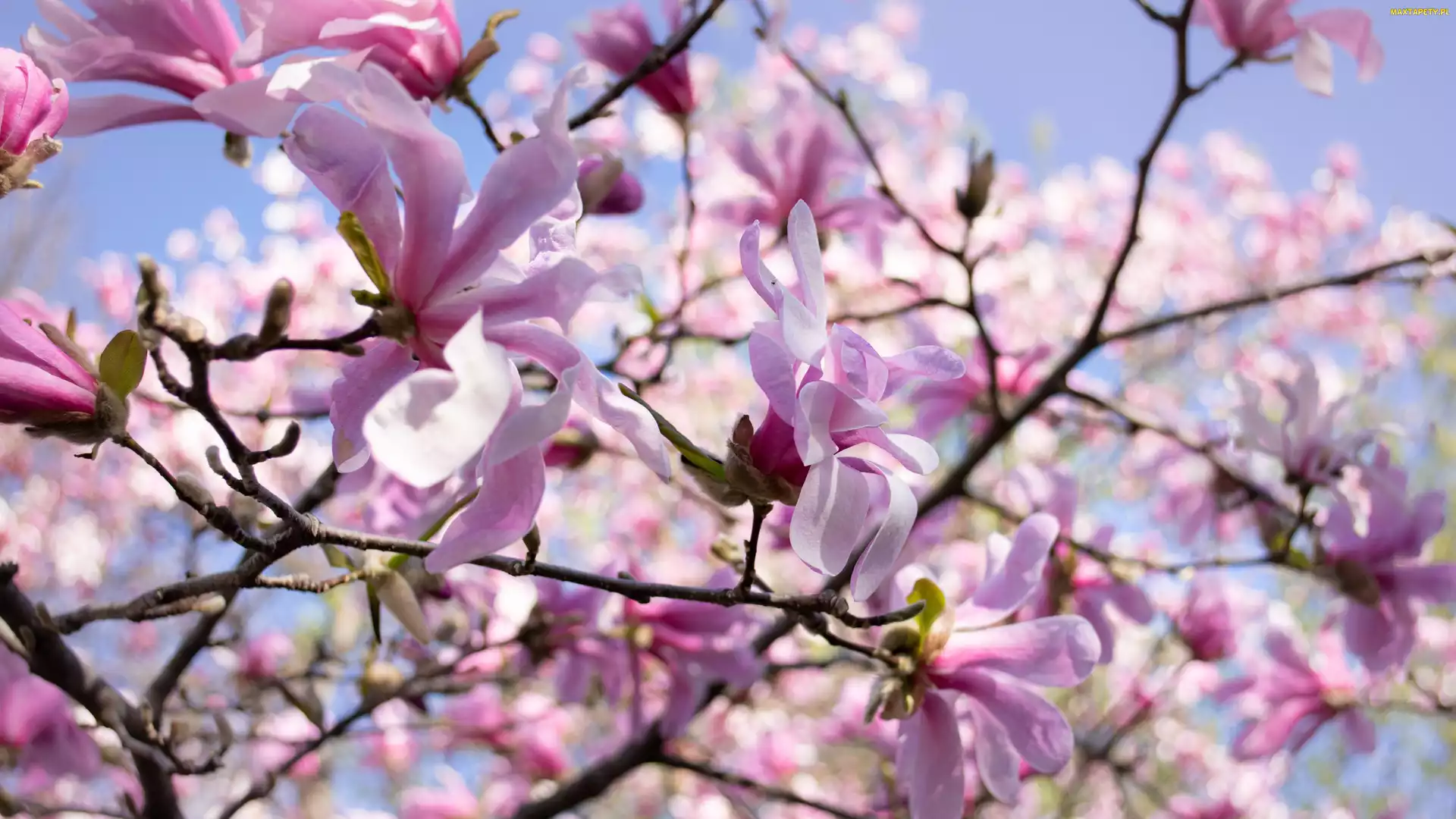Płatki, Wiosna, Kwiaty, Różowe, Magnolia