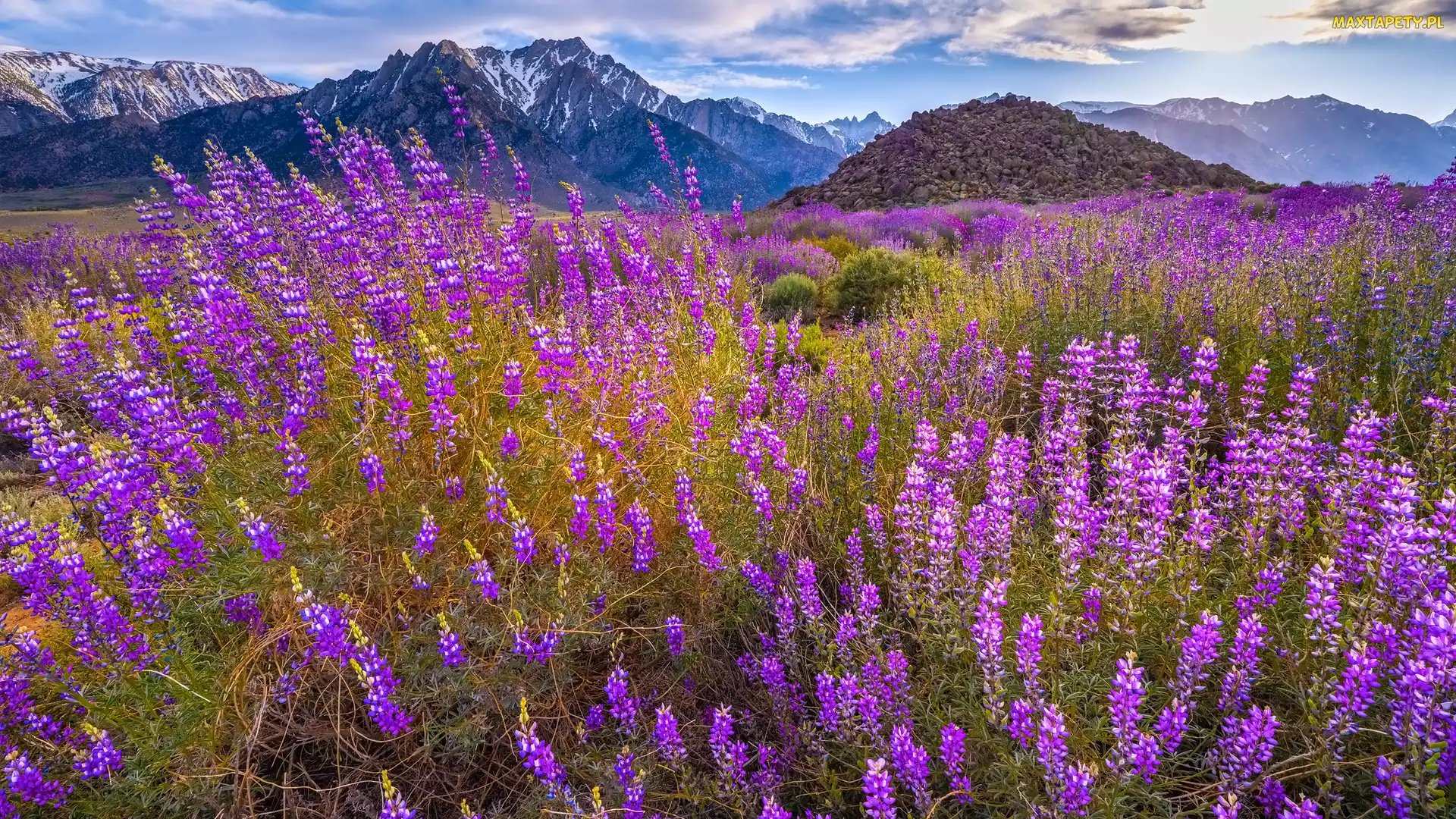 Kwiaty, Góry, Kalifornia, Łubin, Mount Withney, Stany Zjednoczone, Alabama Hills
