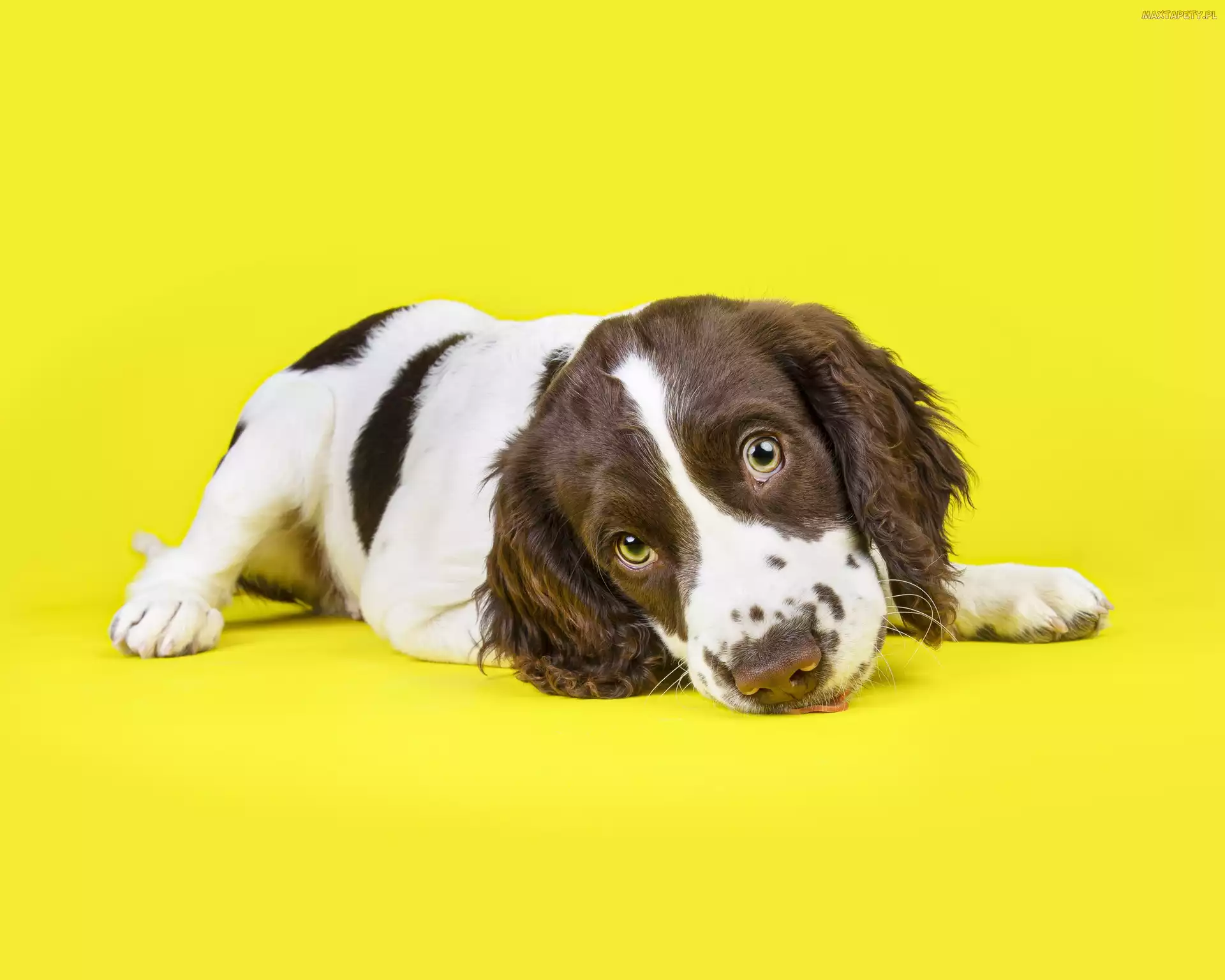 Szczeniak, Springer spaniel walijski, Leżący