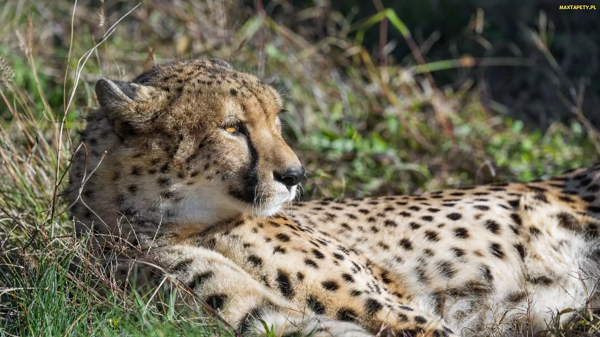 Gepard, Trawa, Leżący