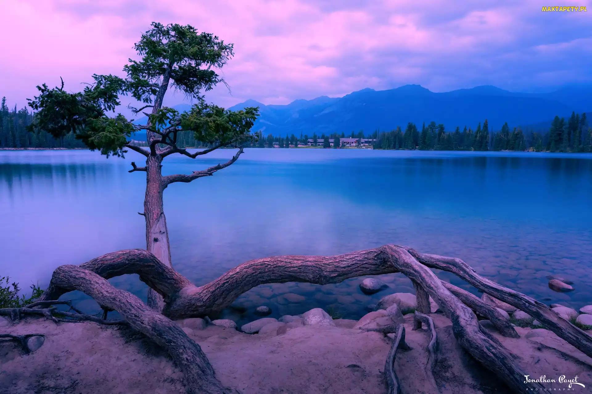 Kanada, Alberta, Jezioro, Drzewo, Maligne Lake, Park Narodowy Jasper