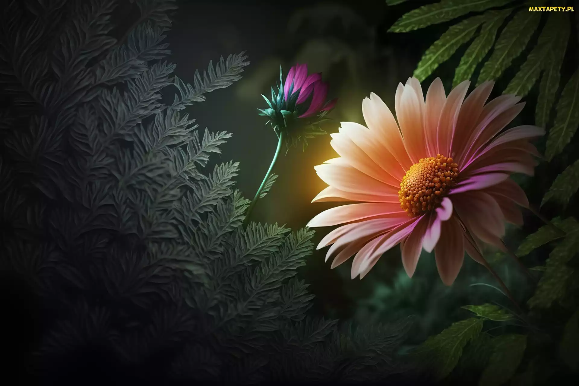 Pąk, Gerbera, Grafika, Liście, Kwiat