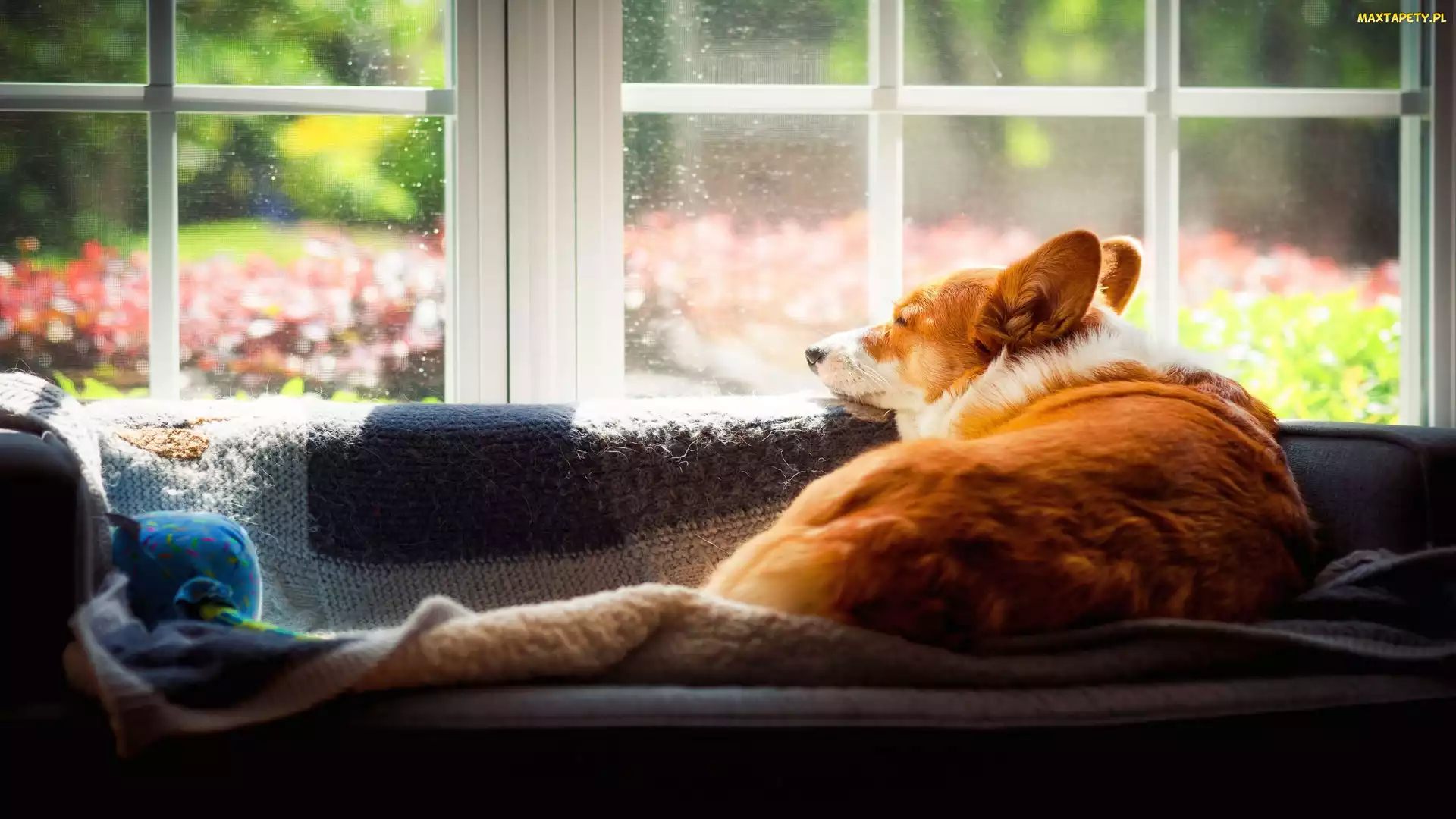 Okno, Welsh corgi pembroke, Pies
