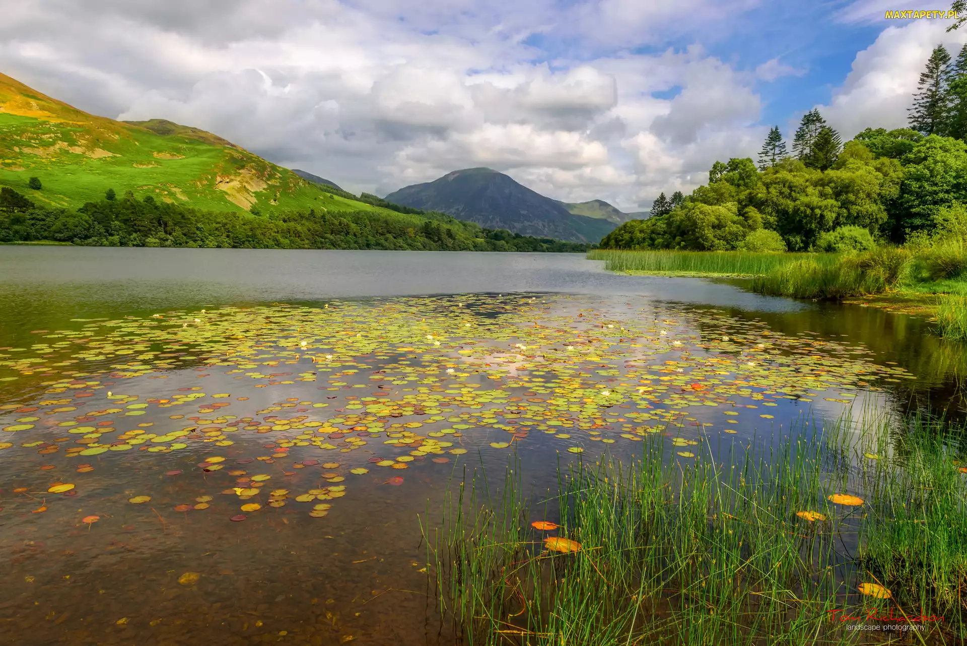 Kumbria, Góry Fellbarrow, Jezioro, Anglia, Drzewa, Lato, Loweswater Lake