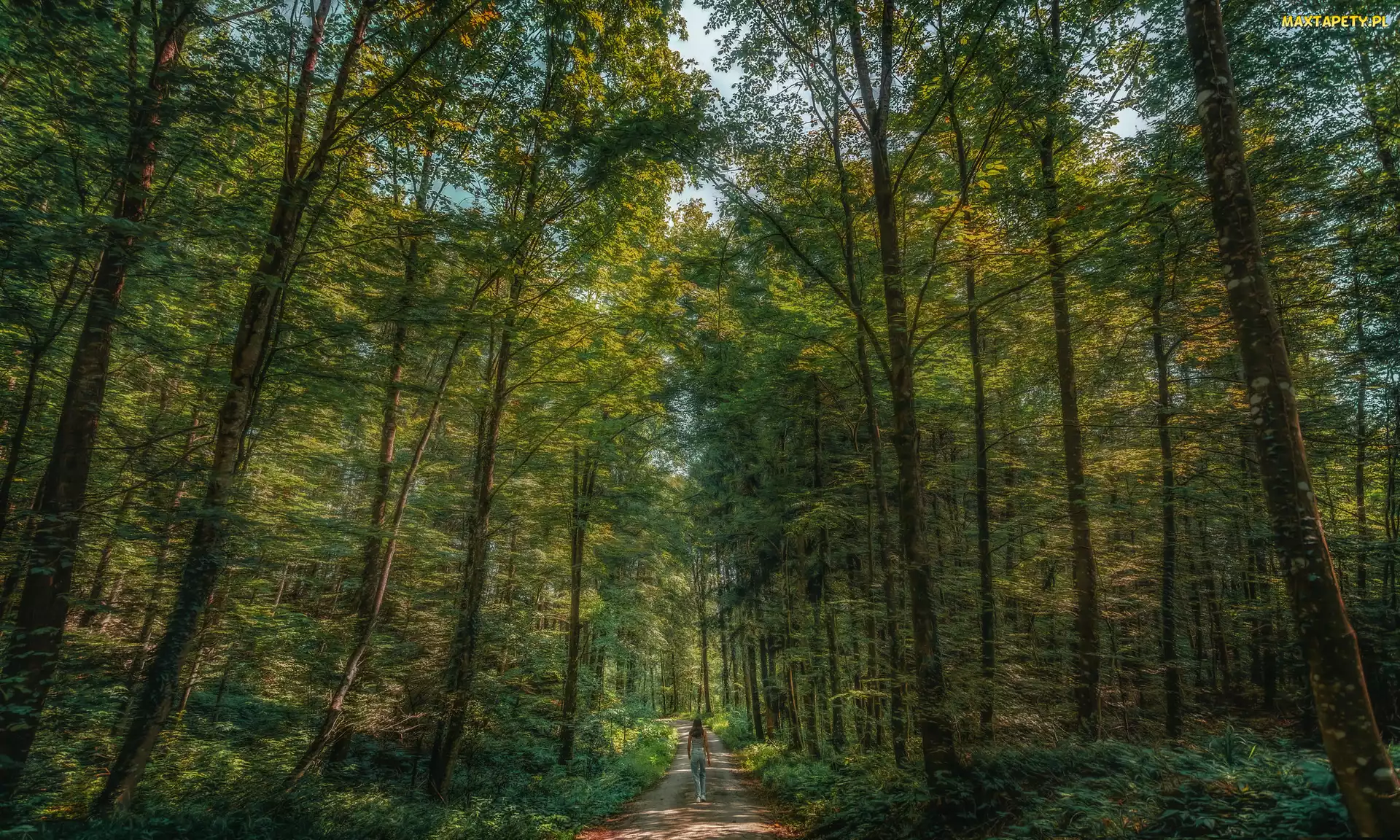 Spacer, Kobieta, Drzewa, Las, Rośliny, Ścieżka