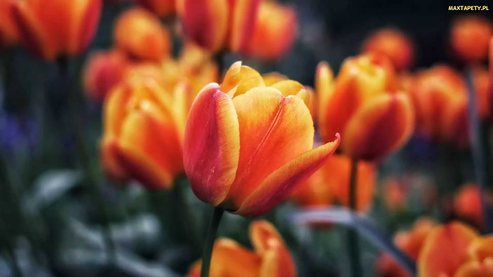 Tulipany, Zbliżenie, Pomarańczowo-żółte