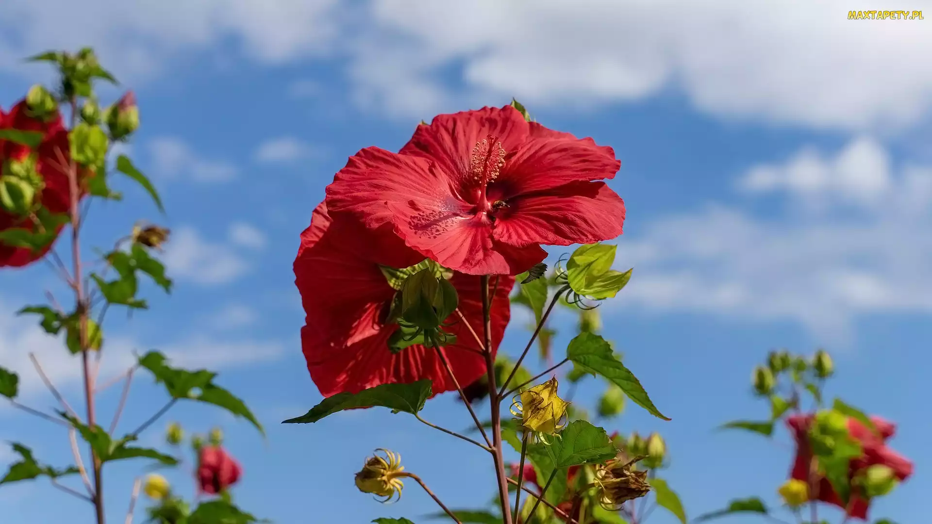 Czerwone, Hibiskusy, Kwiaty