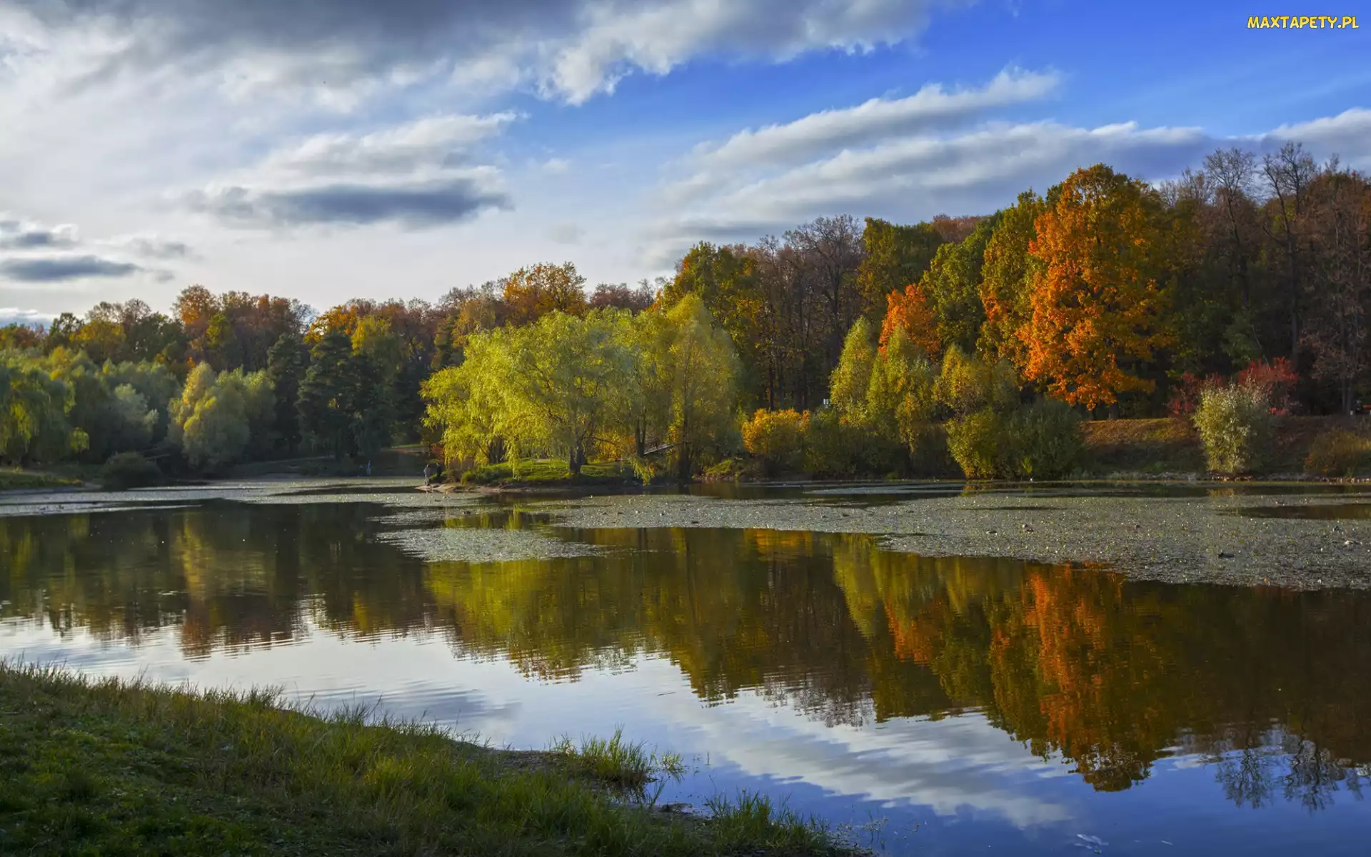 Brzeg, Odbicie, Drzewa, Trawa, Staw, Jesień, Park