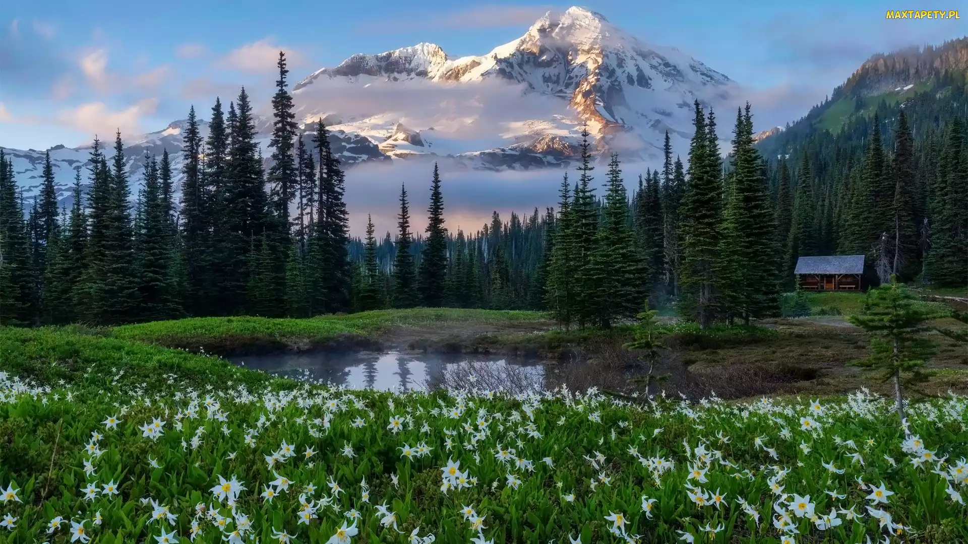 Lilie lawinowe, Drzewa, Kwiaty, Góry, Stan Waszyngton, Staw, Stany Zjednoczone, Park Narodowy Mount Rainier
