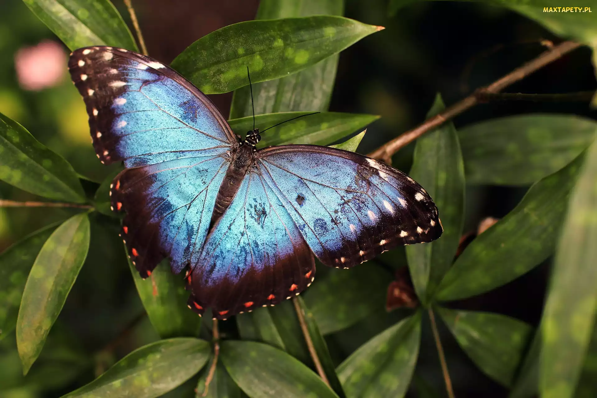 Liście, Morpho peleides, Niebiesko-czarny, Motyl
