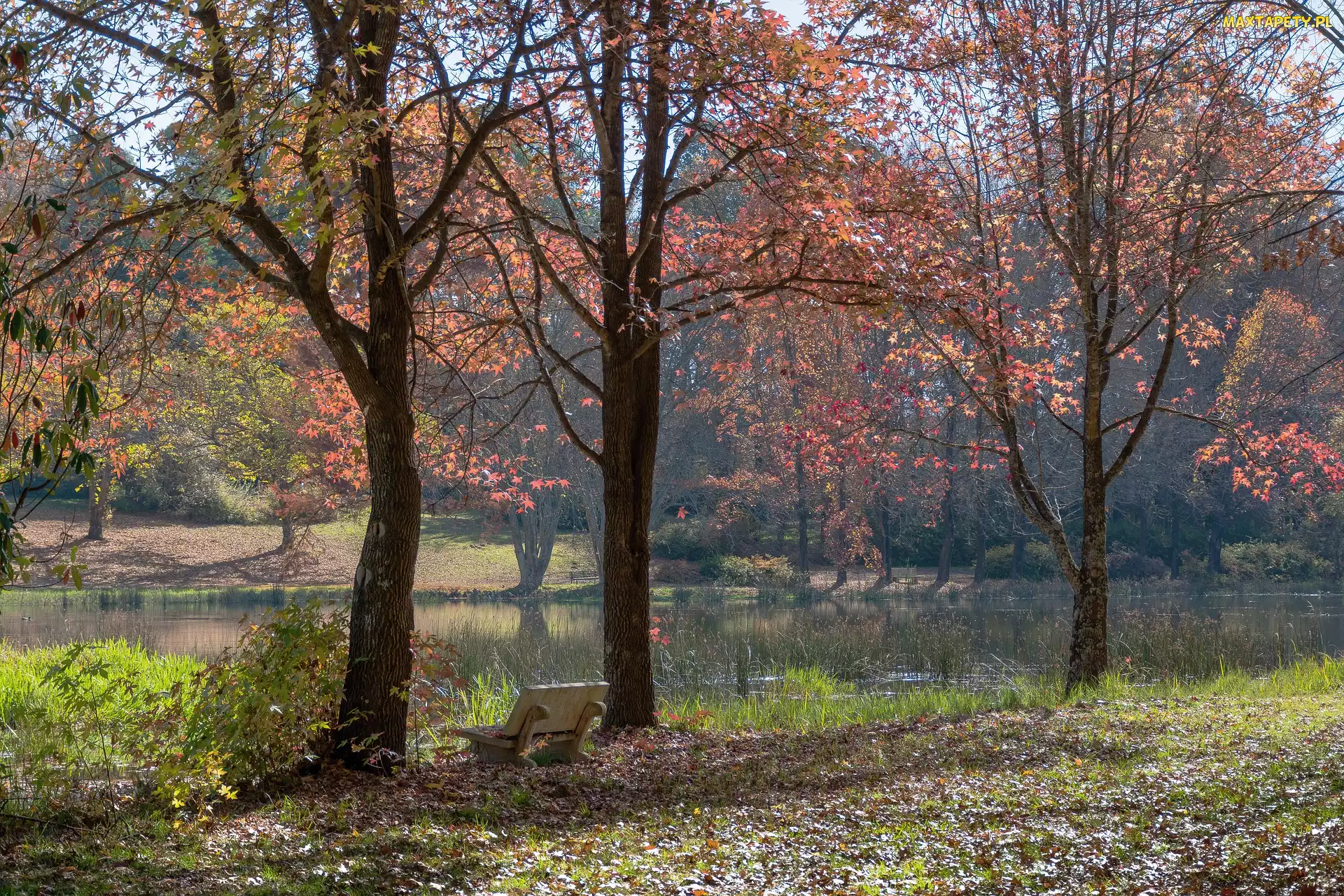 Park, Drzewa, Ławka, Staw, Jesień