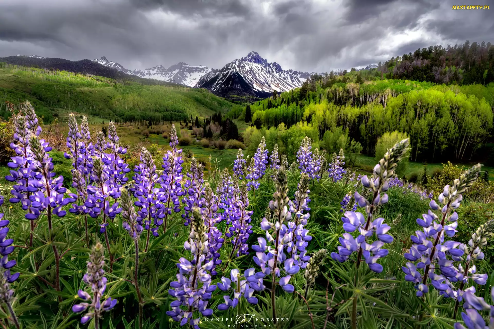 Stan Waszyngton, Łubin, Góry, Stany Zjednoczone, Łąka, Park Narodowy Mount Rainier, Tatoosh Range