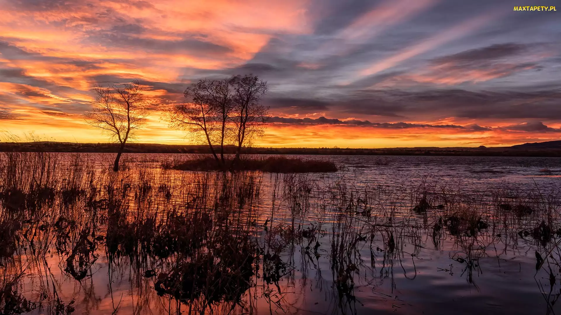 Stany Zjednoczone, Szuwary, Chatfield Lake, Wschód słońca, Drzewa, Jezioro, Kolorado, Park stanowy, Chatfield State Park