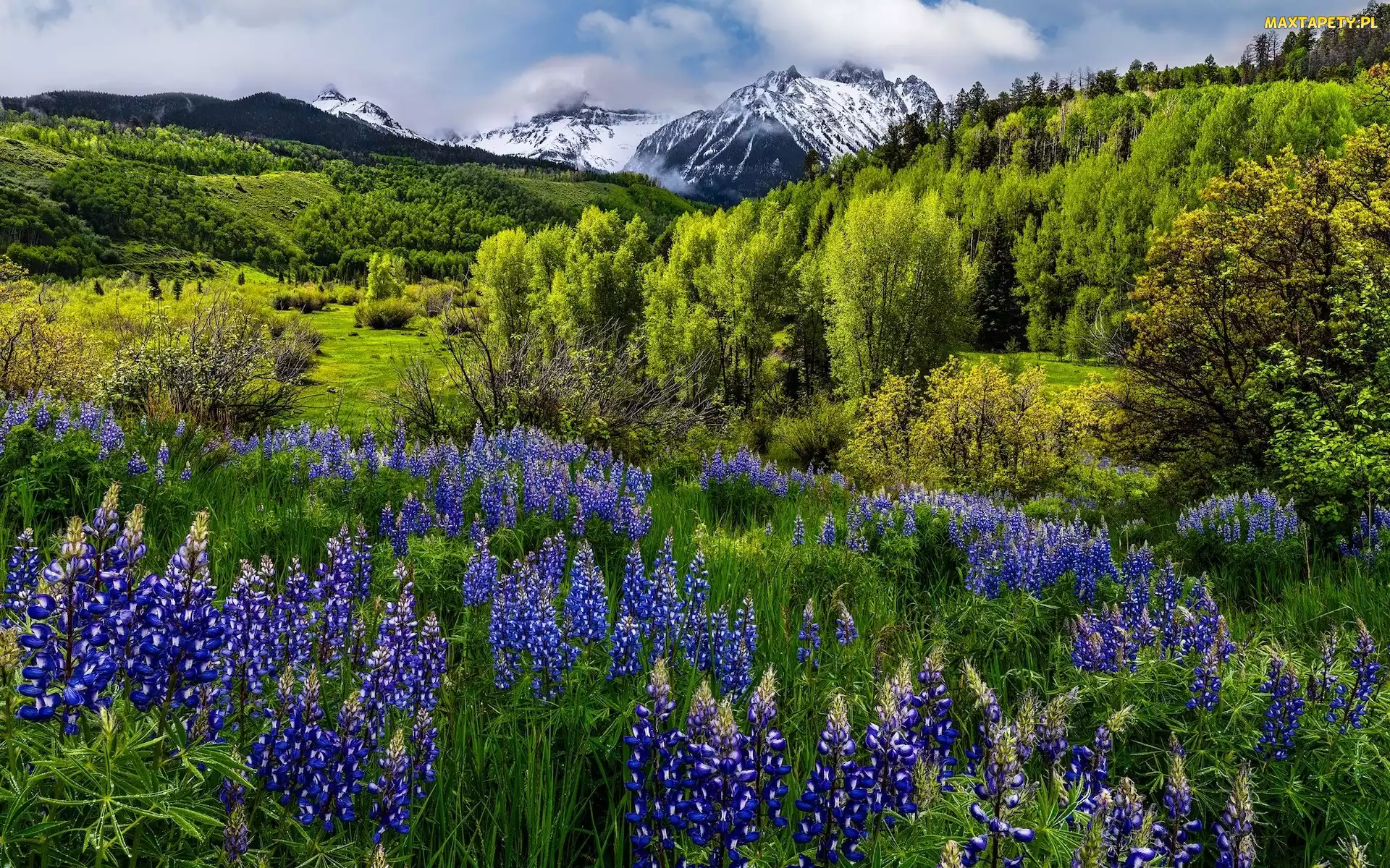 Stany Zjednoczone, Kwiaty, Drzewa, Łubin, Łąka, Mount Sneffels, Kolorado, Góry, San Juan Mountains