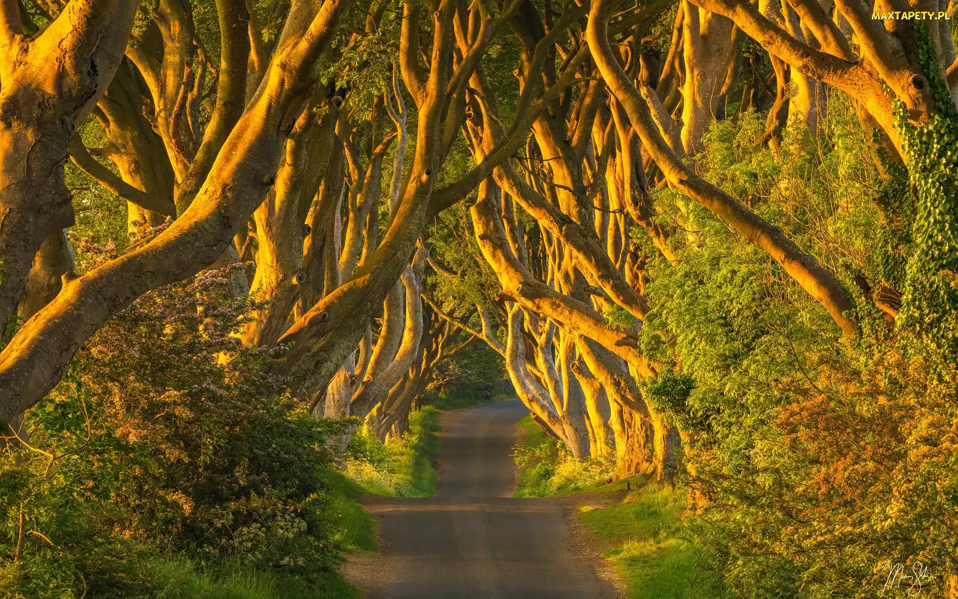 Hrabstwo Antrim, Buki, Aleja, Irlandia Północna, Drzewa, Droga, Dark Hedges