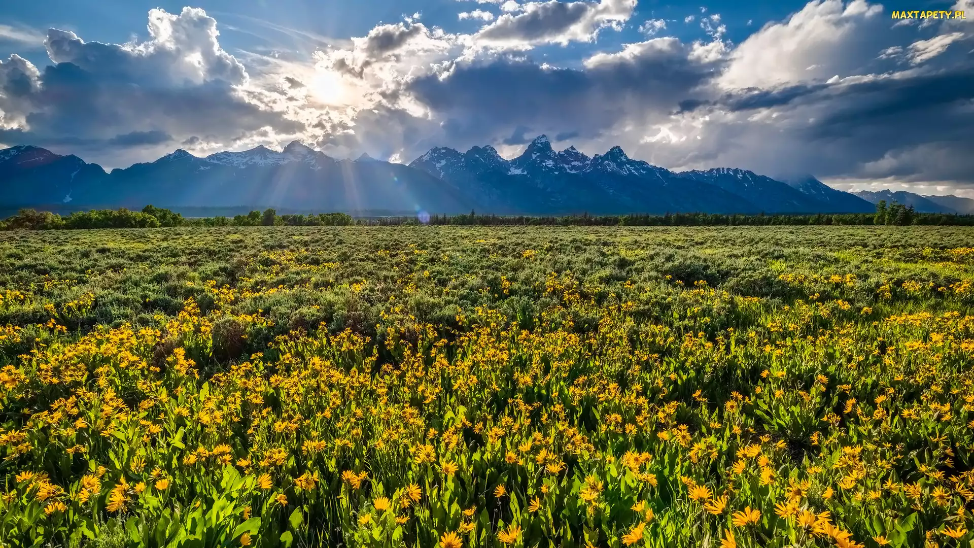 Łąka, Promienie słońca, Kwiaty, Chmury, Wyoming, Góry, Stany Zjednoczone, Park Narodowy Grand Teton