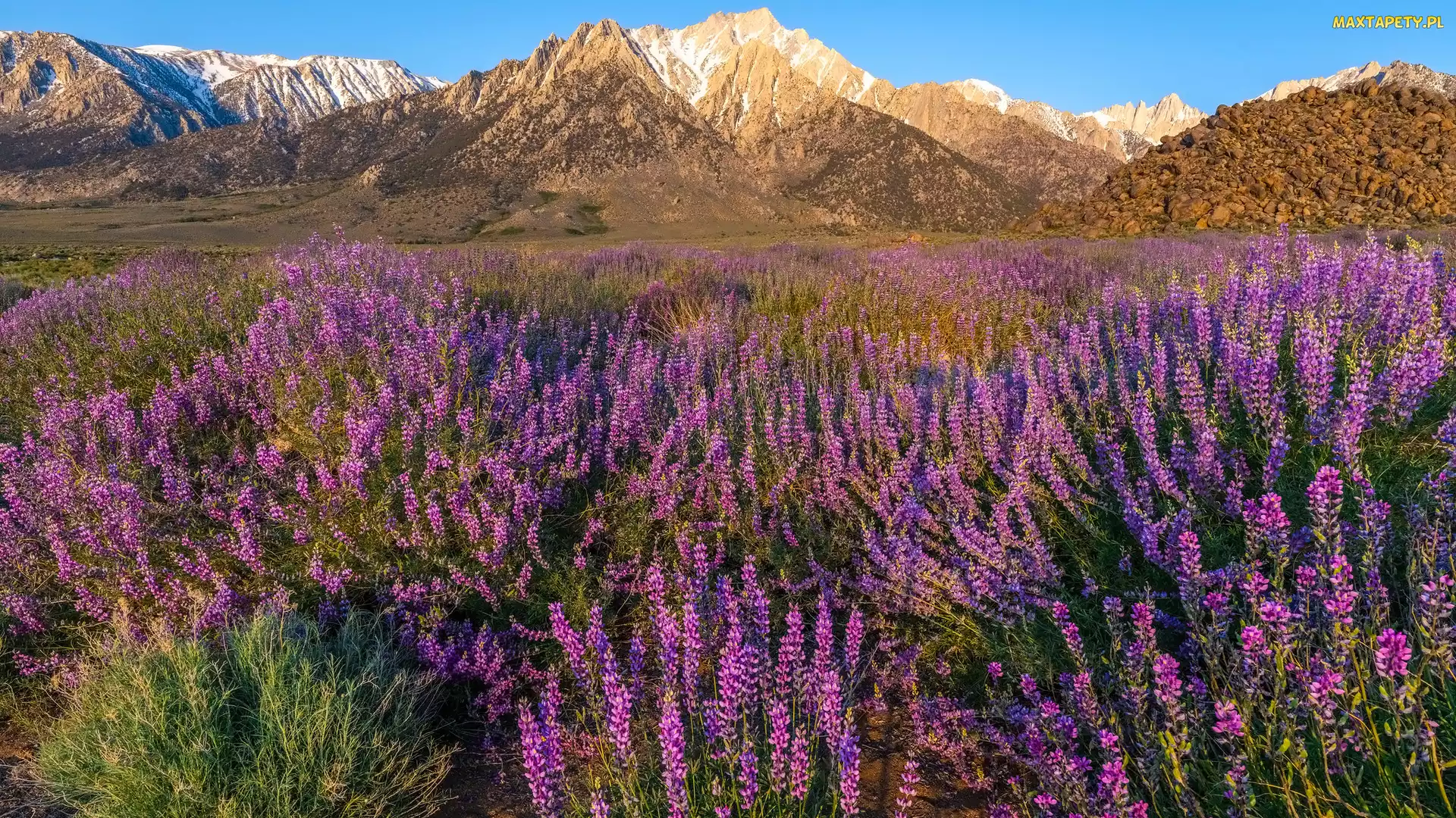 Stany Zjednoczone, Stan Kalifornia, Łubin, Kwiaty, Góry, Alabama Hills