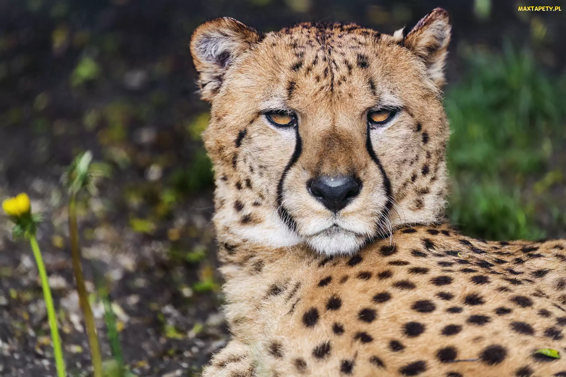 Głowa, Spojrzenie, Leżący, Gepard