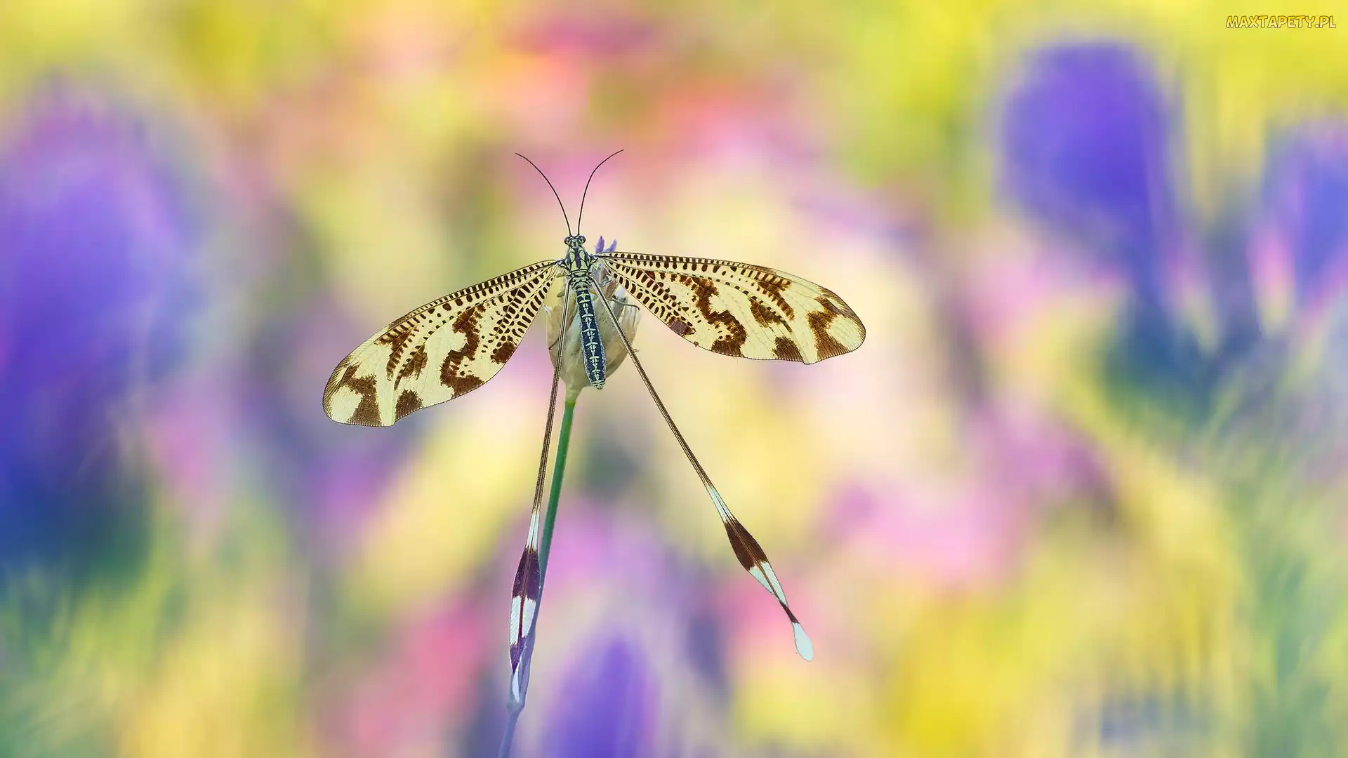 Rozmycie, Nitkoskrzydlak, Owad, Nemoptera bipennis