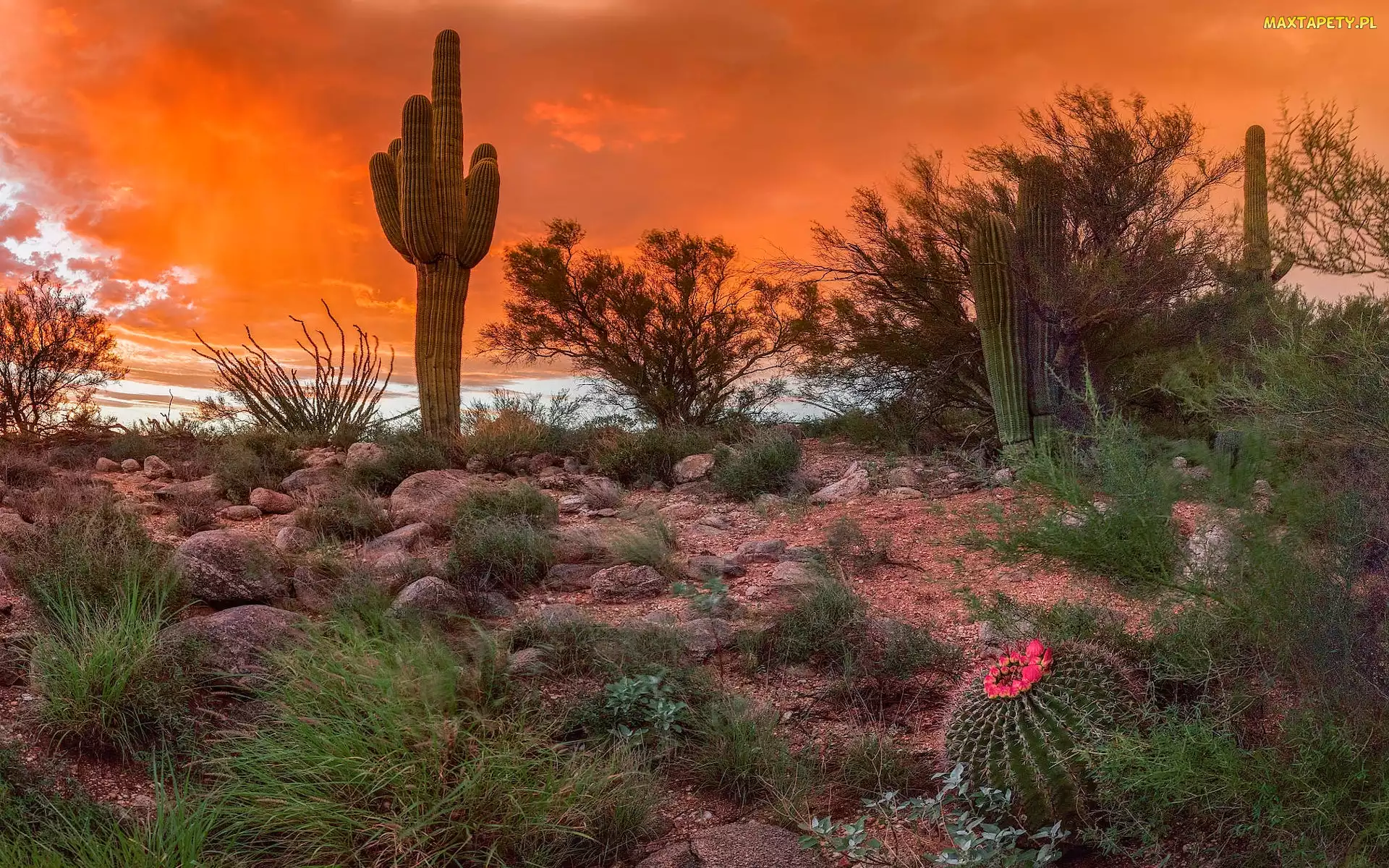 Arizona, Sonoran Desert, Stany Zjednoczone, Pustynia, Kaktusy, Tucson, Krzewy, Zachód słońca