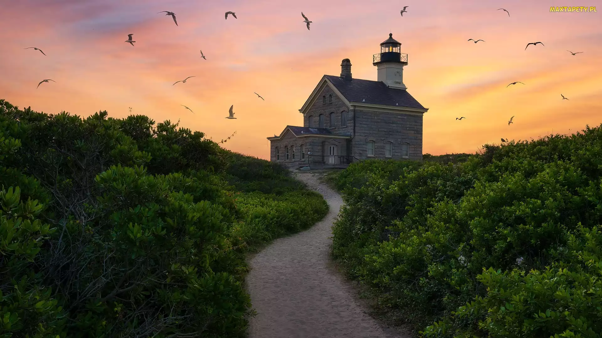 Stan Rhode Island, Latarnia morska, Stany Zjednoczone, Droga, Krzewy, Morze, Mewy, Block Island North Light