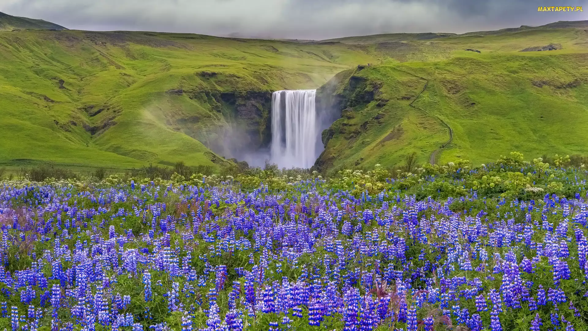Islandia, Wzgórza, Łąka, Kwiaty, Łubin, Wodospad Skgafoss
