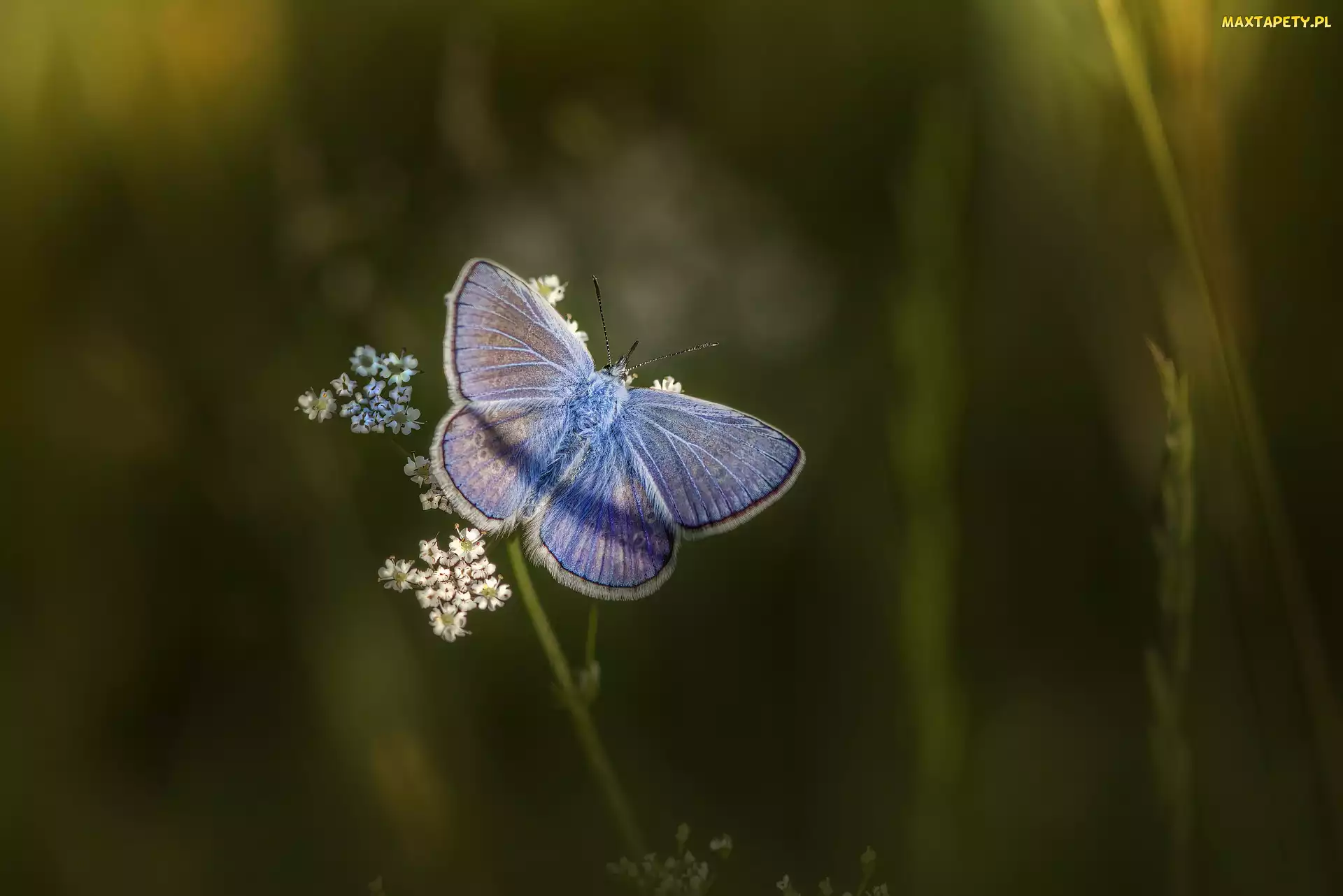 Niebieski, Modraszek ikar, Motyl