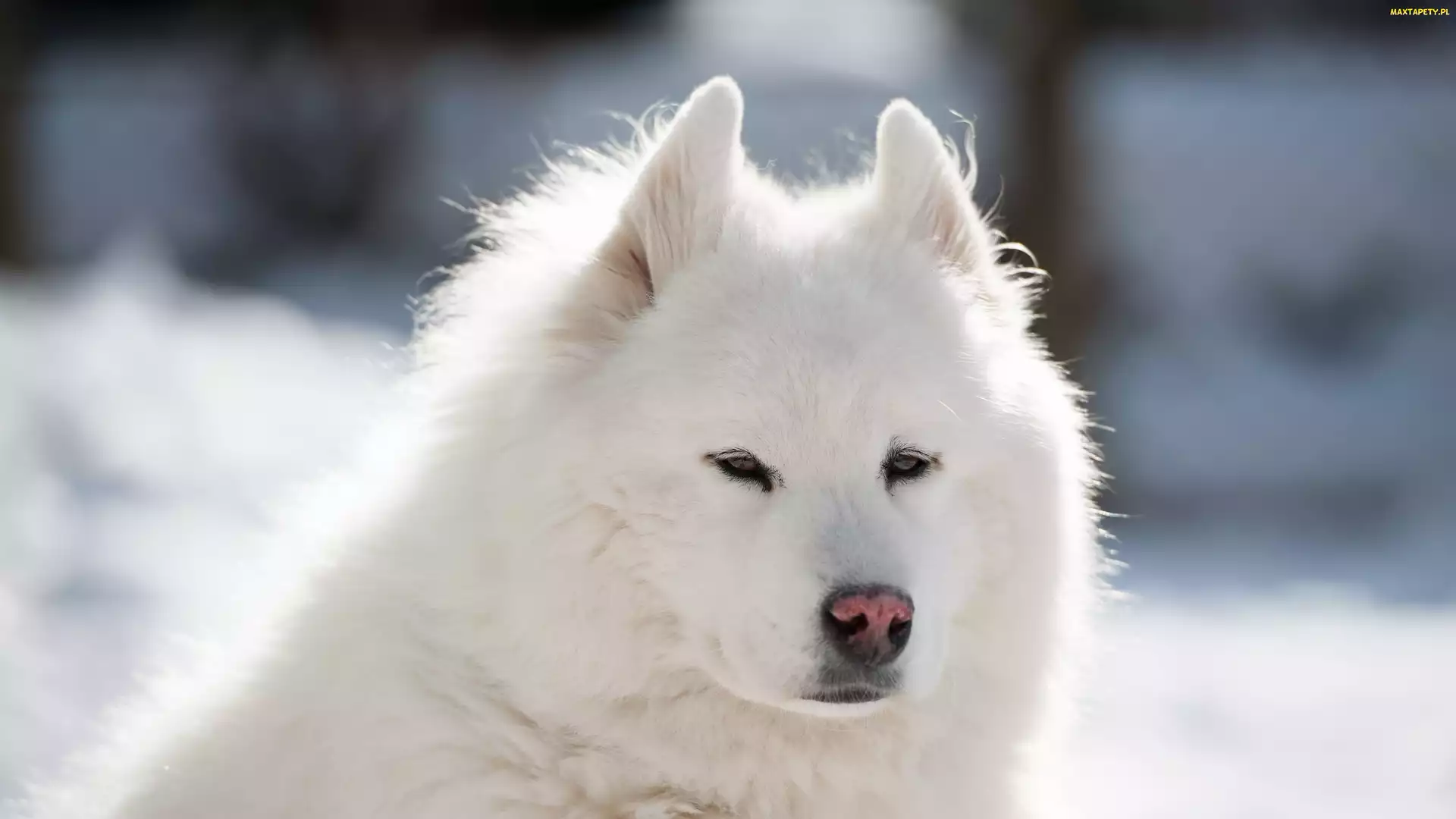 Biały, Puszysty, Samojed, Pies