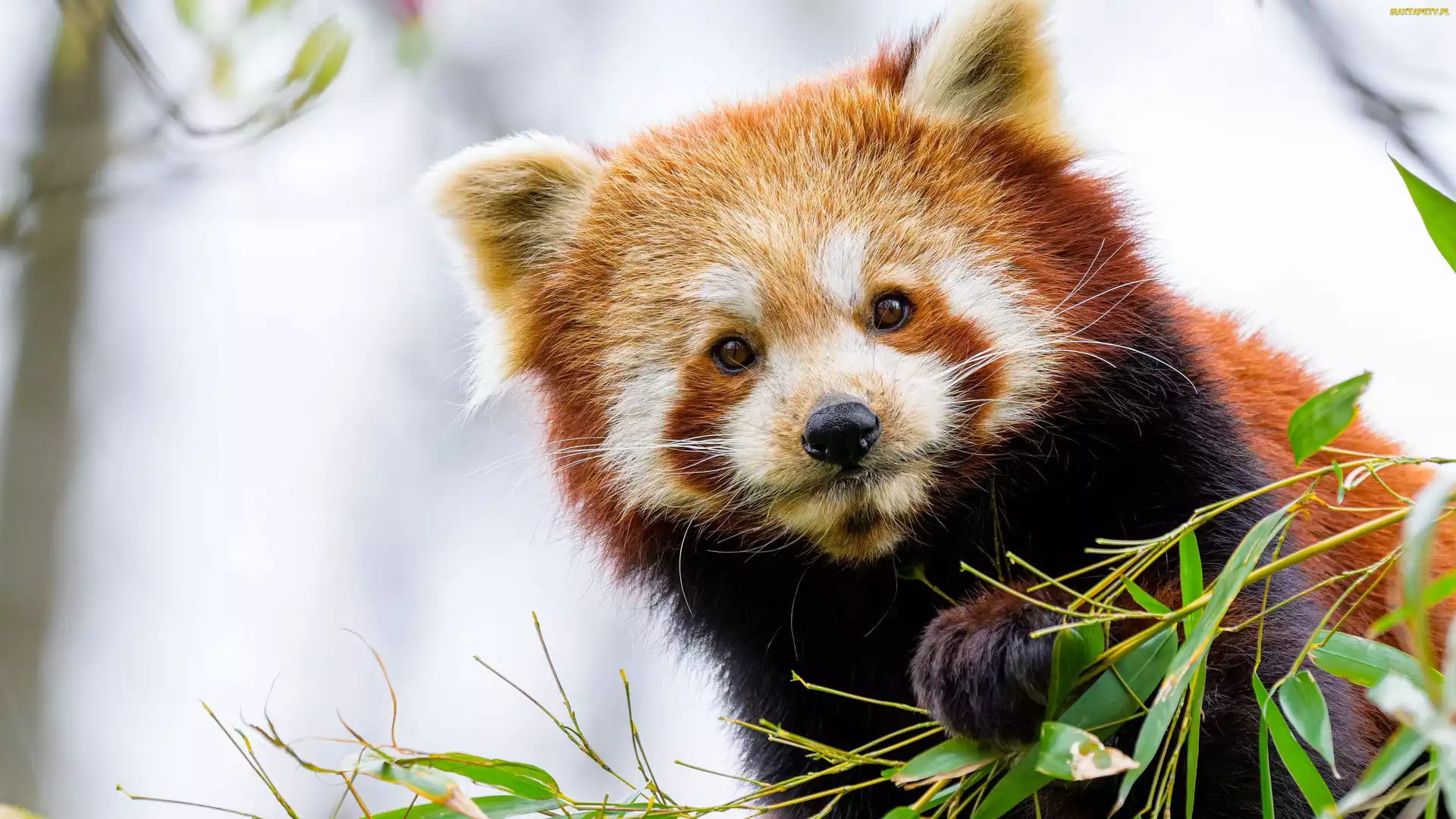 Pandka ruda, Liście, Czerwona panda