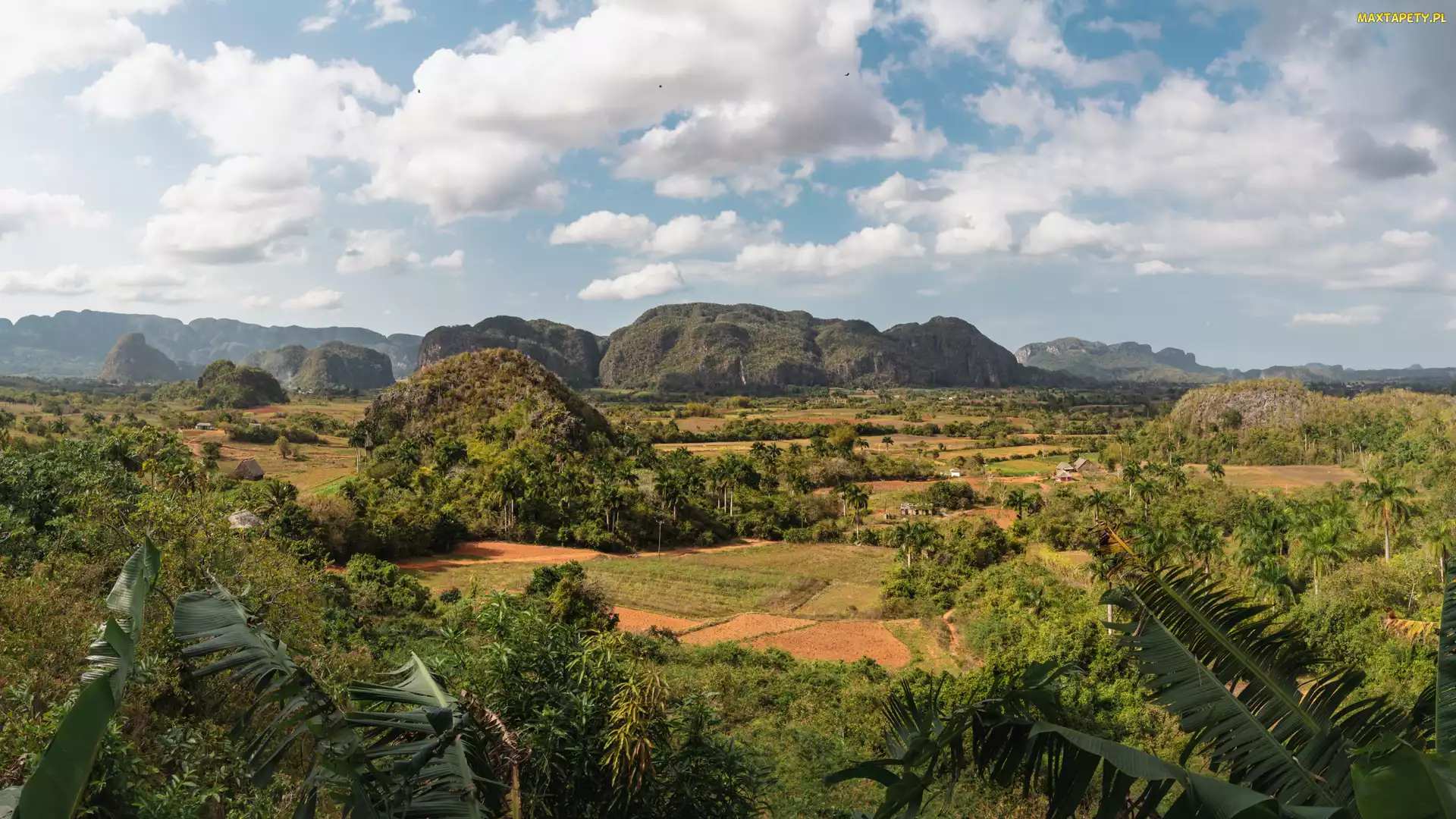 Kuba, Dolina, Palmy, Valle de Vinales, Domki, Drzewa, Góry, Sierra de los Organos, Pole