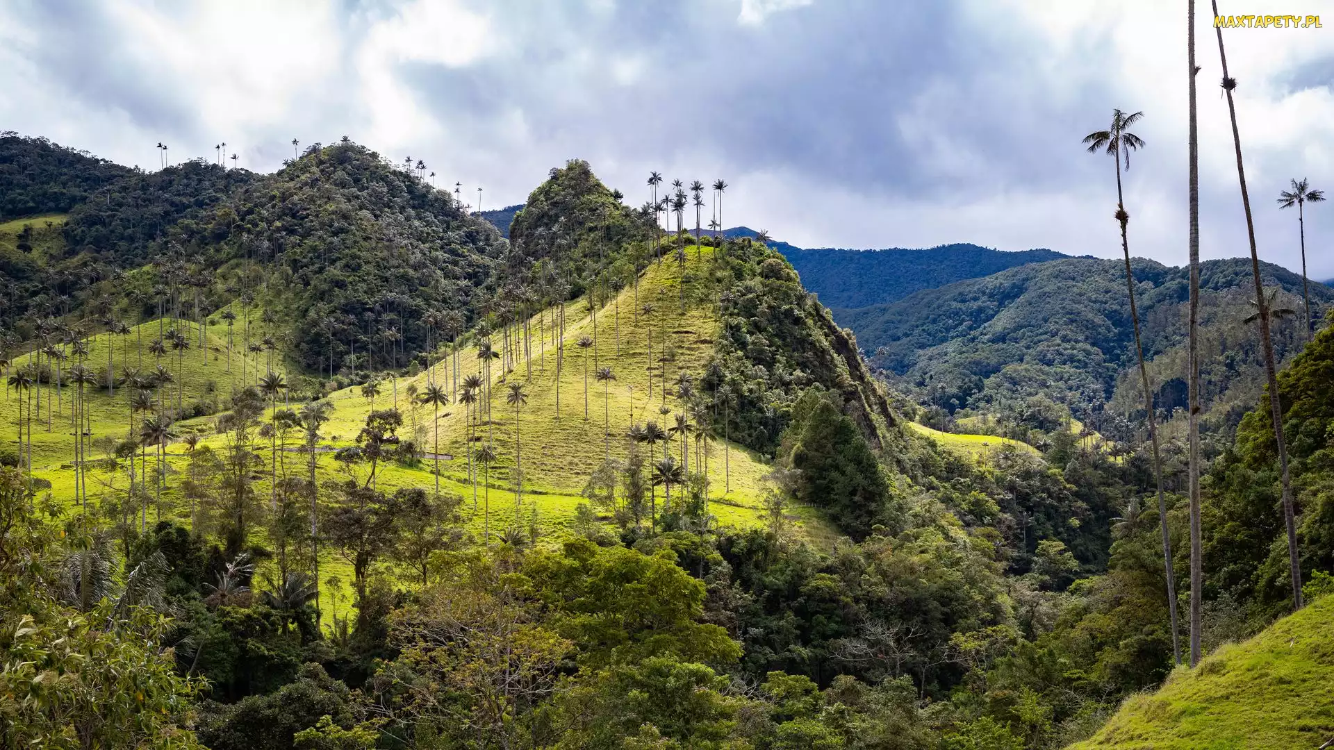 Wzgórza, Cocora Valley, Trawa, Kolumbia, Dolina, Palmy, Lasy, Góry, Drzewa