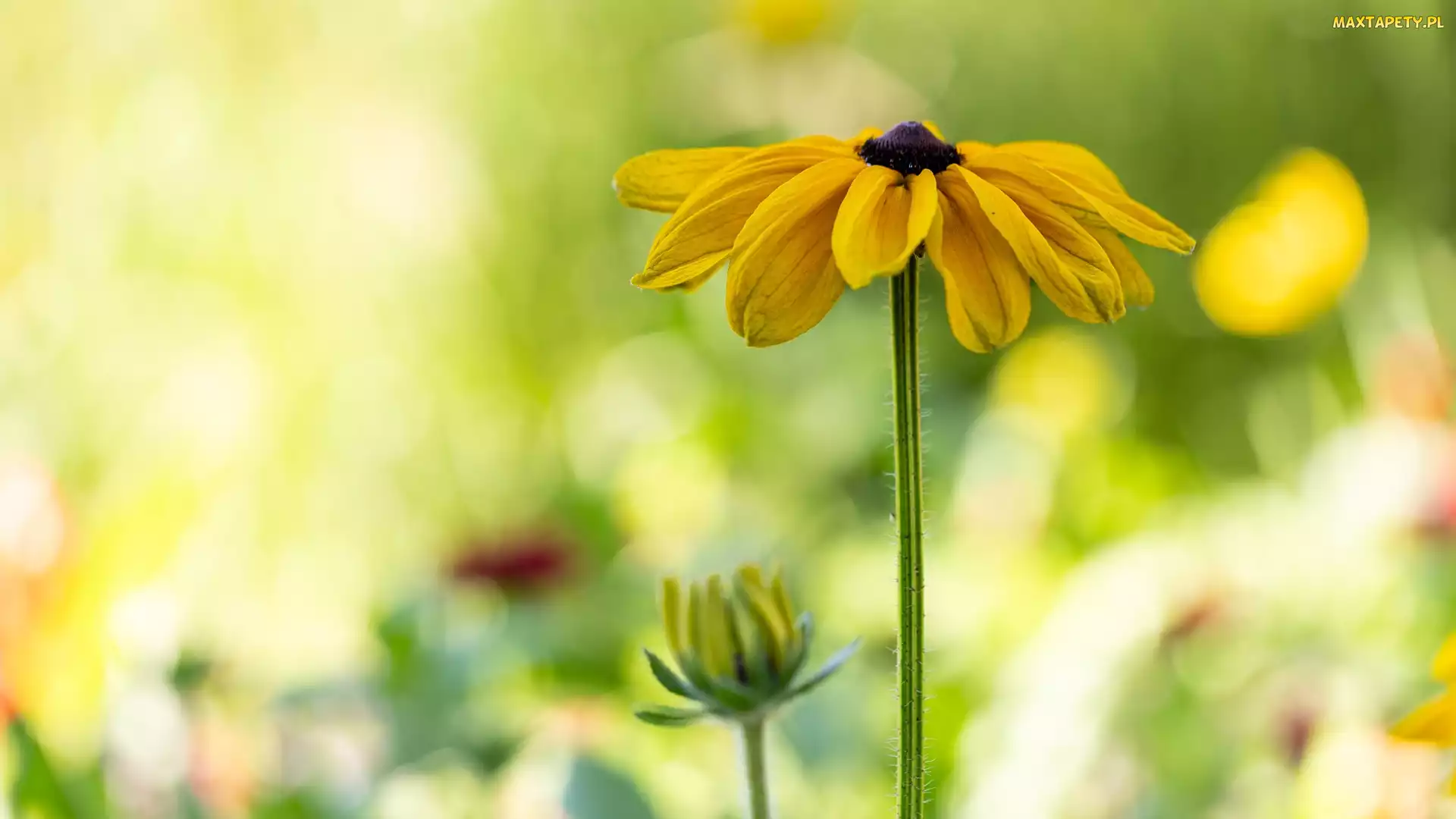 Pąk, Rudbekia, Kwiat