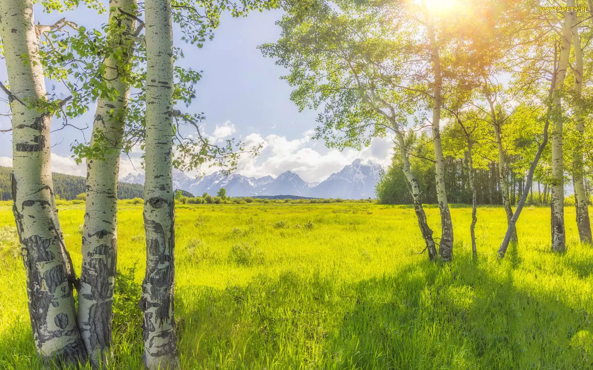 Brzozy, Drzewa, Wyoming, Promienie słońca, Góry, Stany Zjednoczone, Park Narodowy Grand Teton