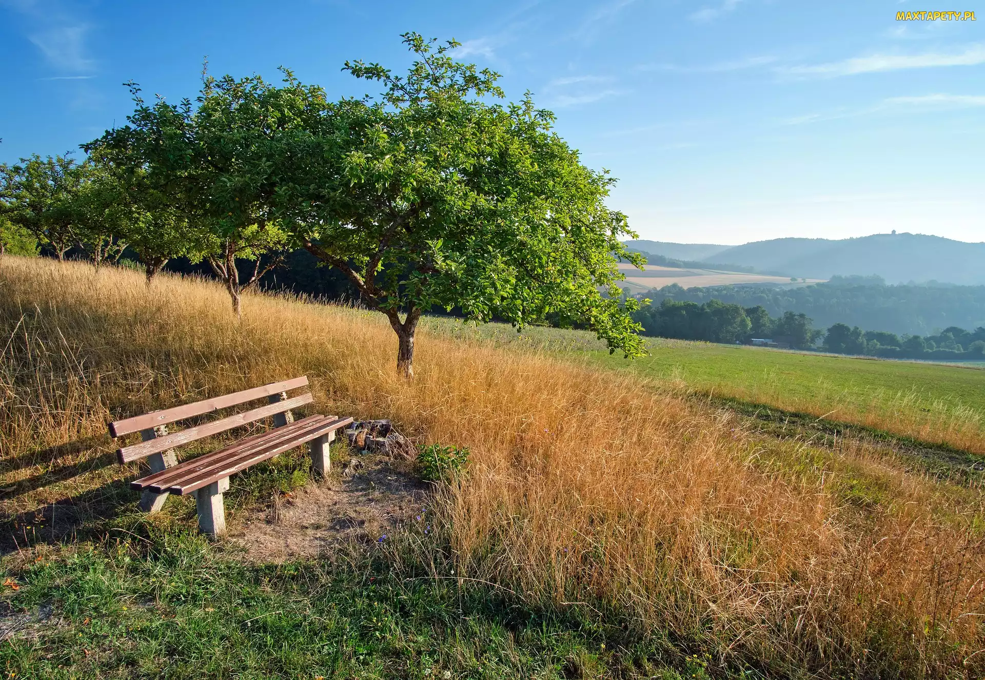 Trawy, Ławka, Wzgórze, Drzewa