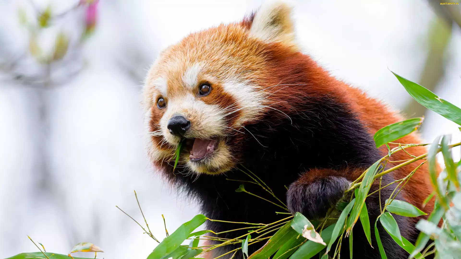 Czerwona panda, Liście, Pandka ruda