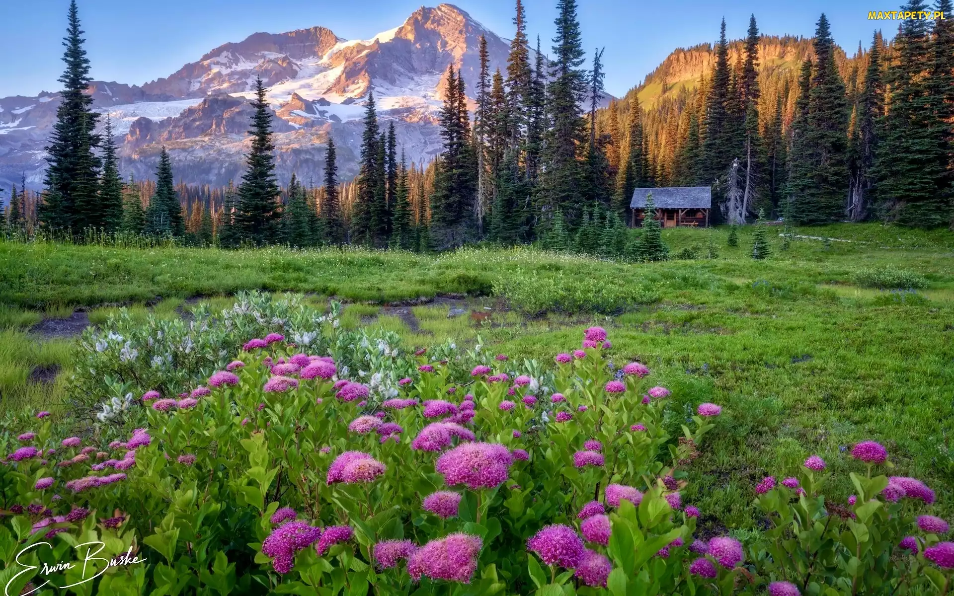 Waszyngton, Łąka, Stany Zjednoczone, Góry, Drzewa, Park Narodowy Mount Rainier, Kwiaty, Domek
