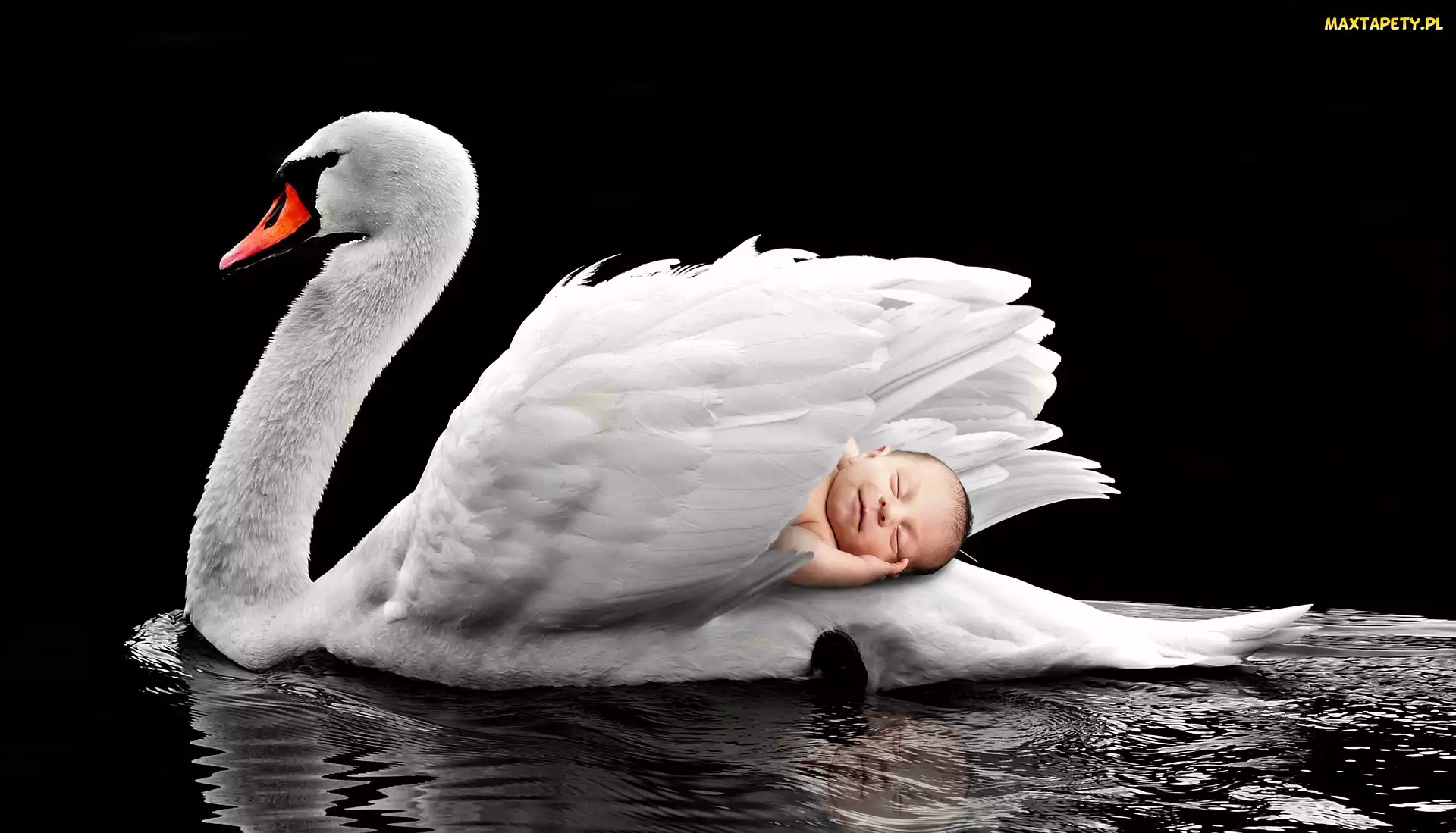 Niemowlę, Dziecko, Biały, Ptak, Łabędź, Pióra