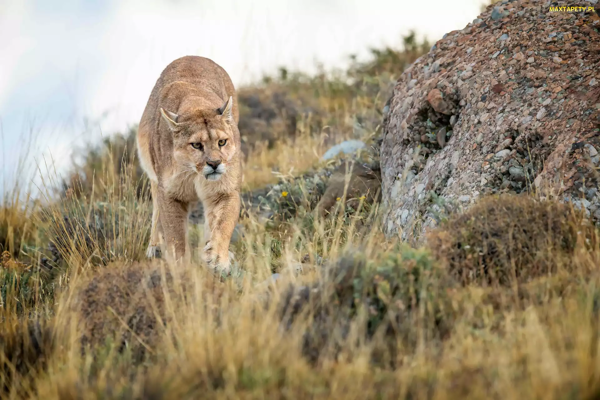 Kot, Kamienie, Roślinność, Puma, Dziki