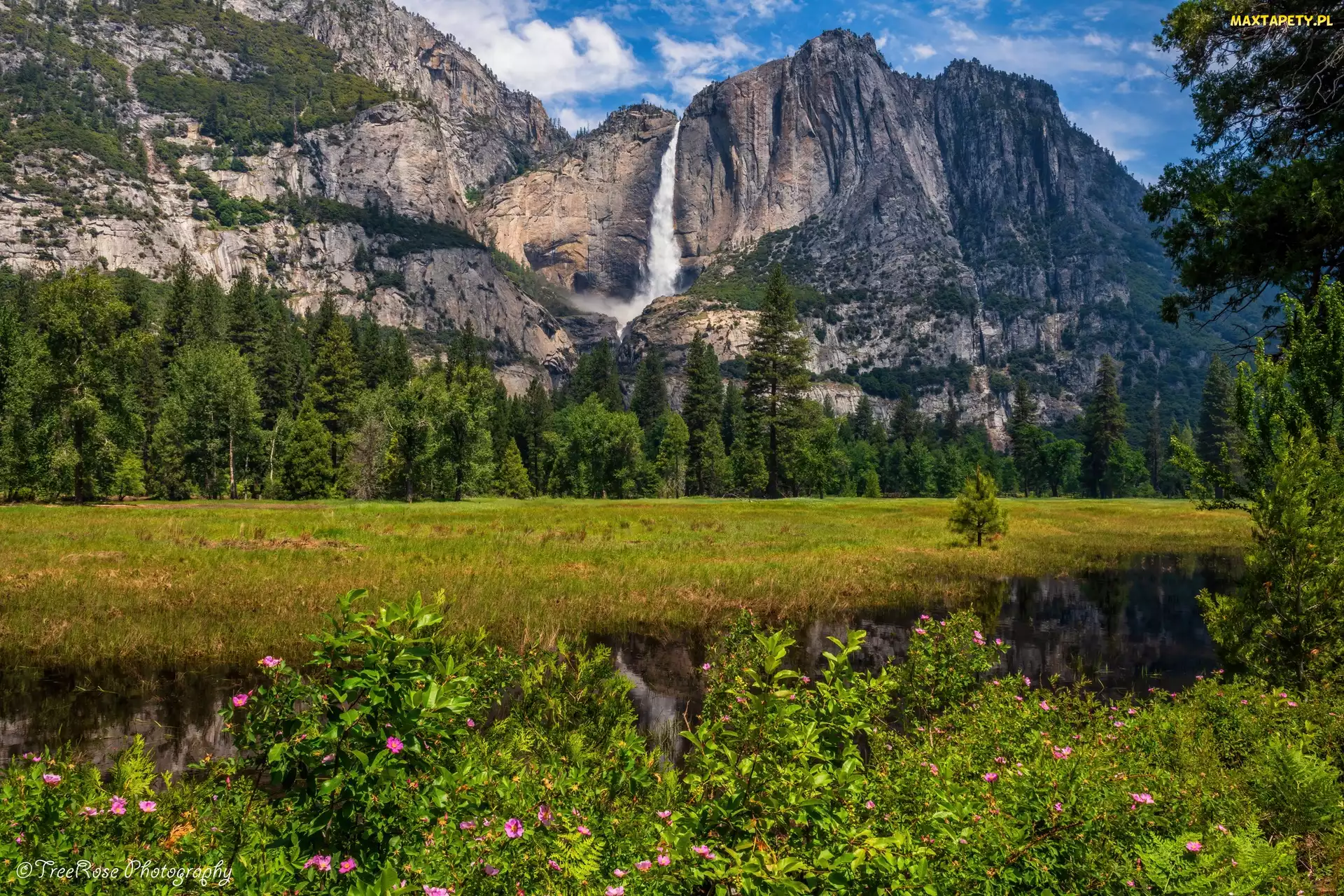 Stany Zjednoczone, Krzewy, Wodospad, Kwiaty, Łąka, Skały, Kalifornia, Park Narodowy Yosemite, Góry