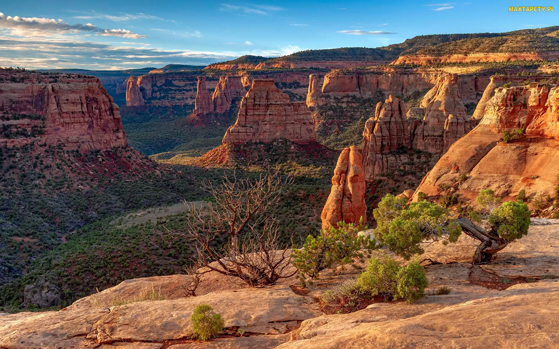 Krzewy, Drzewa, Kolorado, Stany Zjednoczone, Colorado National Monument, Skały