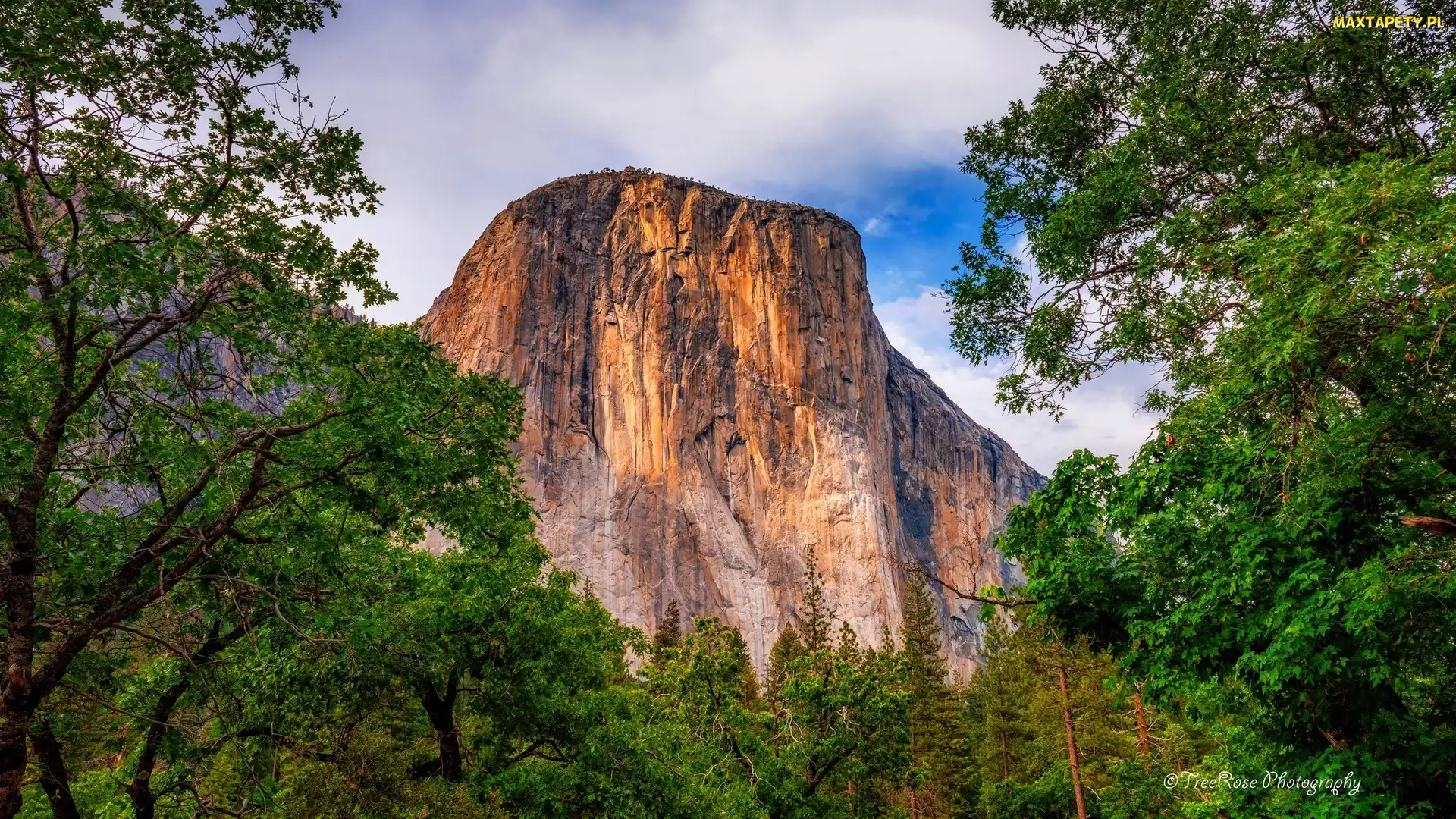 Drzewa, El Capitan, Kalifornia, Stany Zjednoczone, Park Narodowy Yosemite, Góra