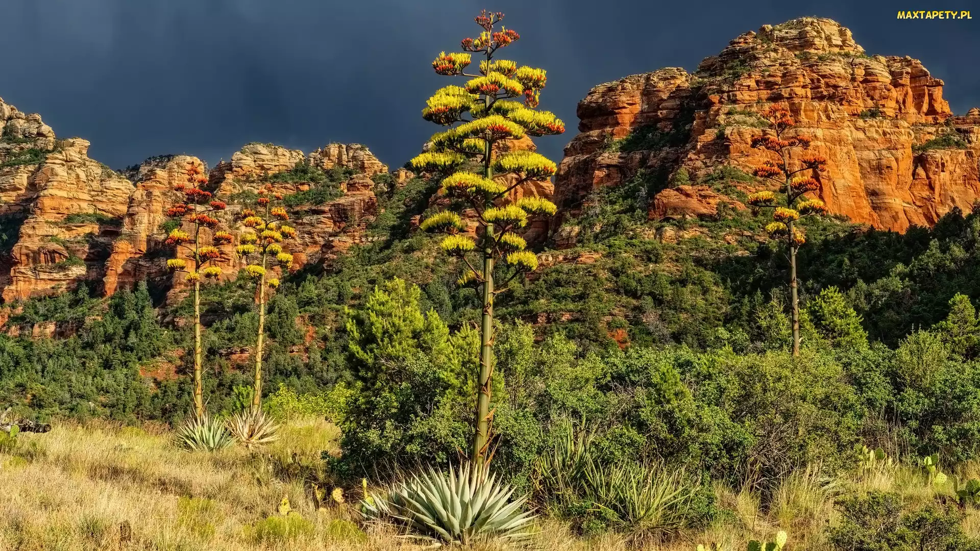 Stany Zjednoczone, Agawy, Góry, Drzewa, Sedona