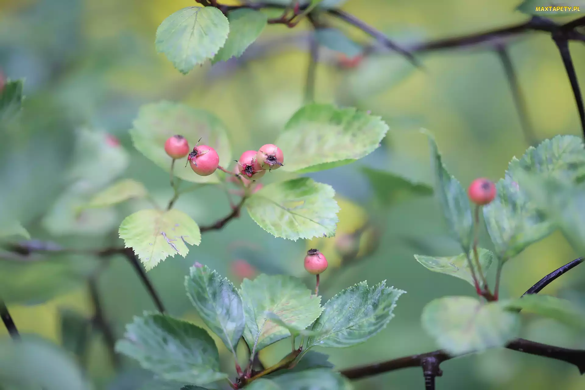 Czerwone, Gałązki, Liście, Owoce, Krzew