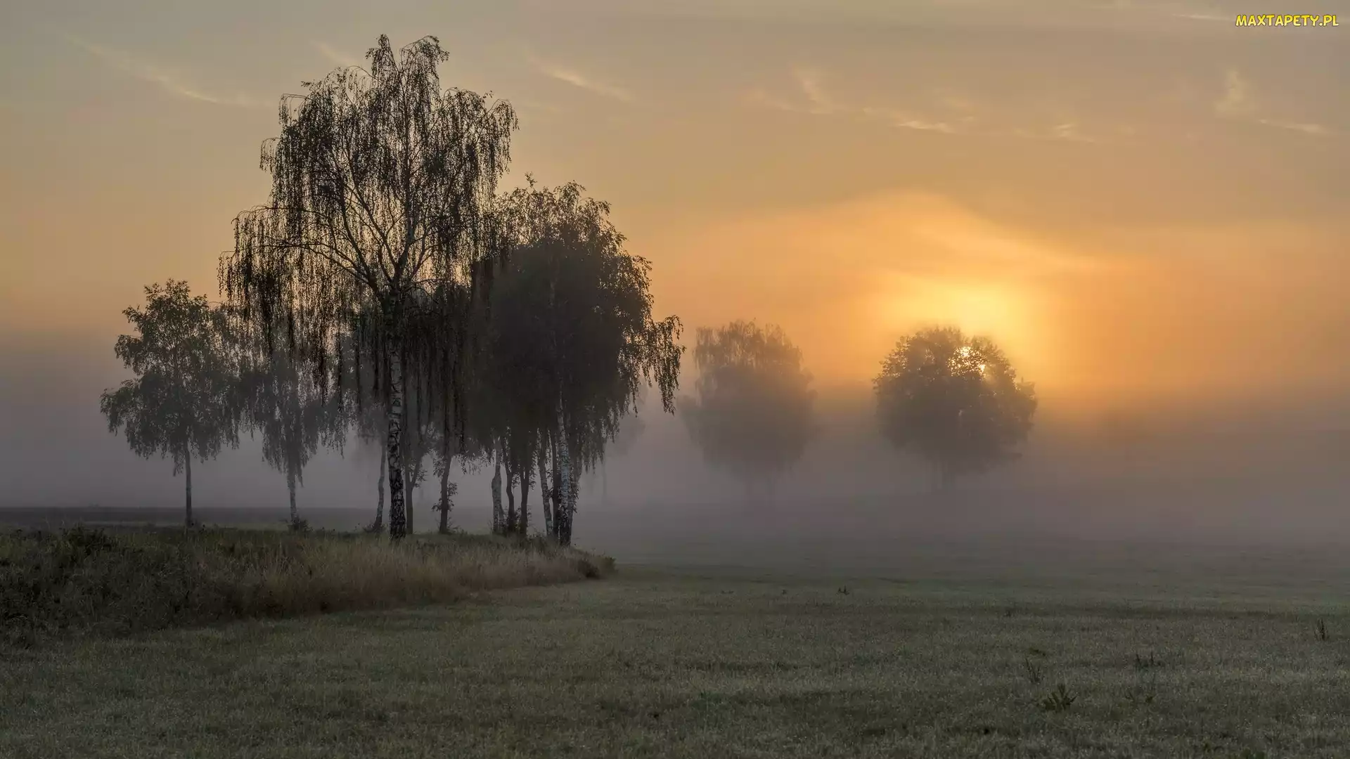 Wschód słońca, Mgła, Trawa, Pola, Drzewa, Brzozy