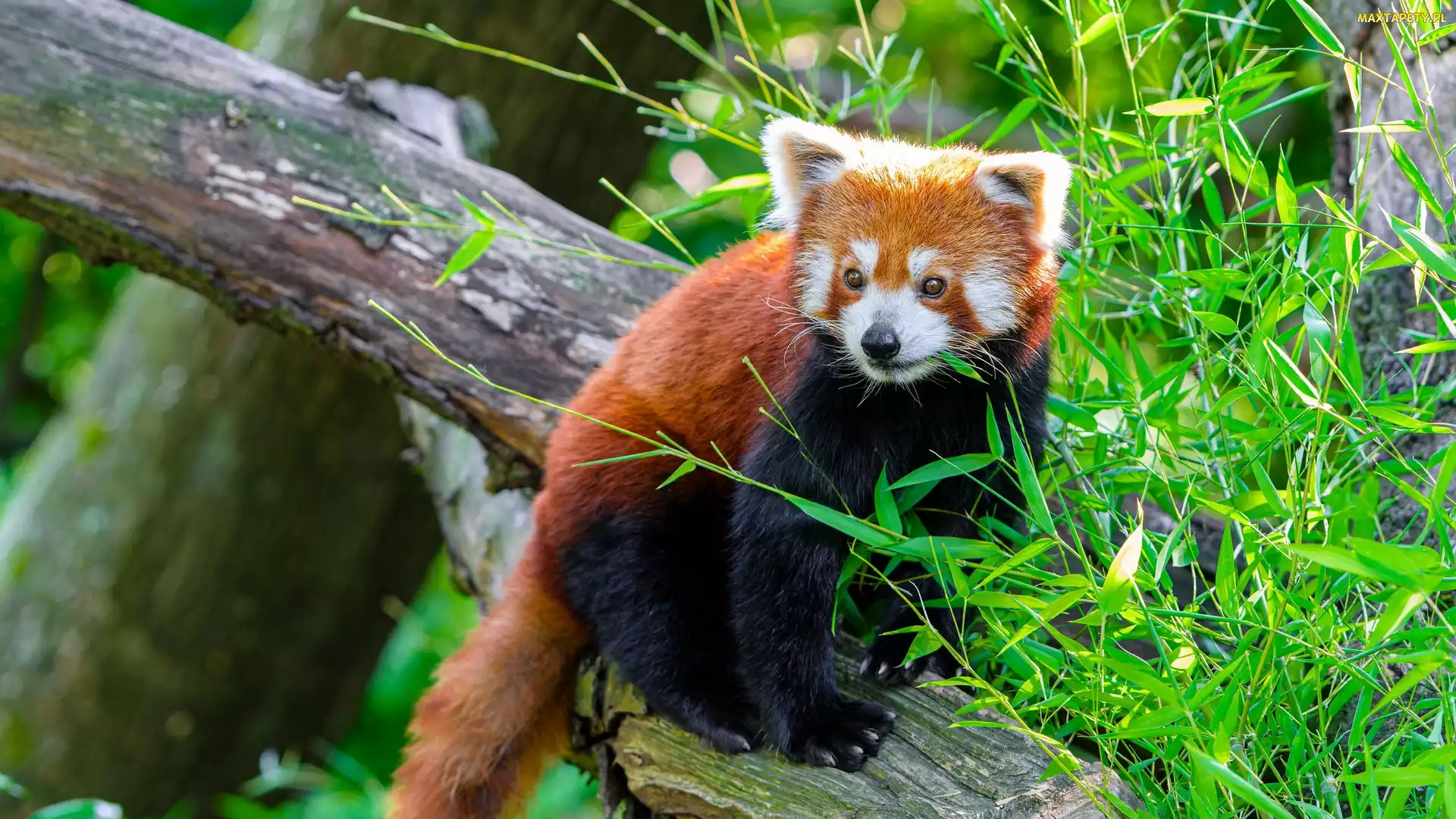 Liście, Kłoda, Czerwona panda, Pandka ruda